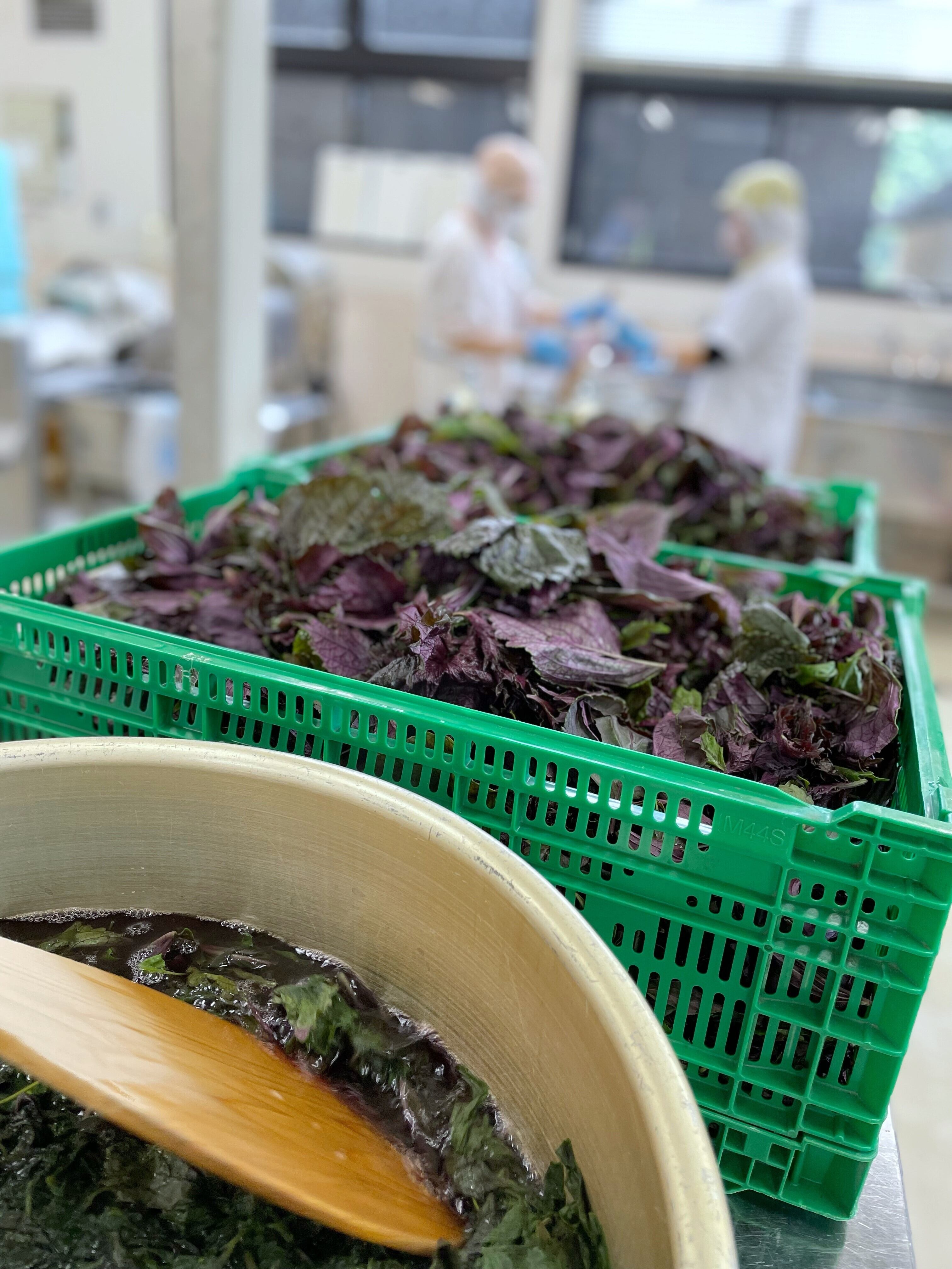 濃い！赤しそジュース | たるみず畑