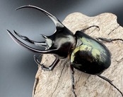 【WD】《ミンダナオアトラスオオカブト キダパワン産 89mm ペア》