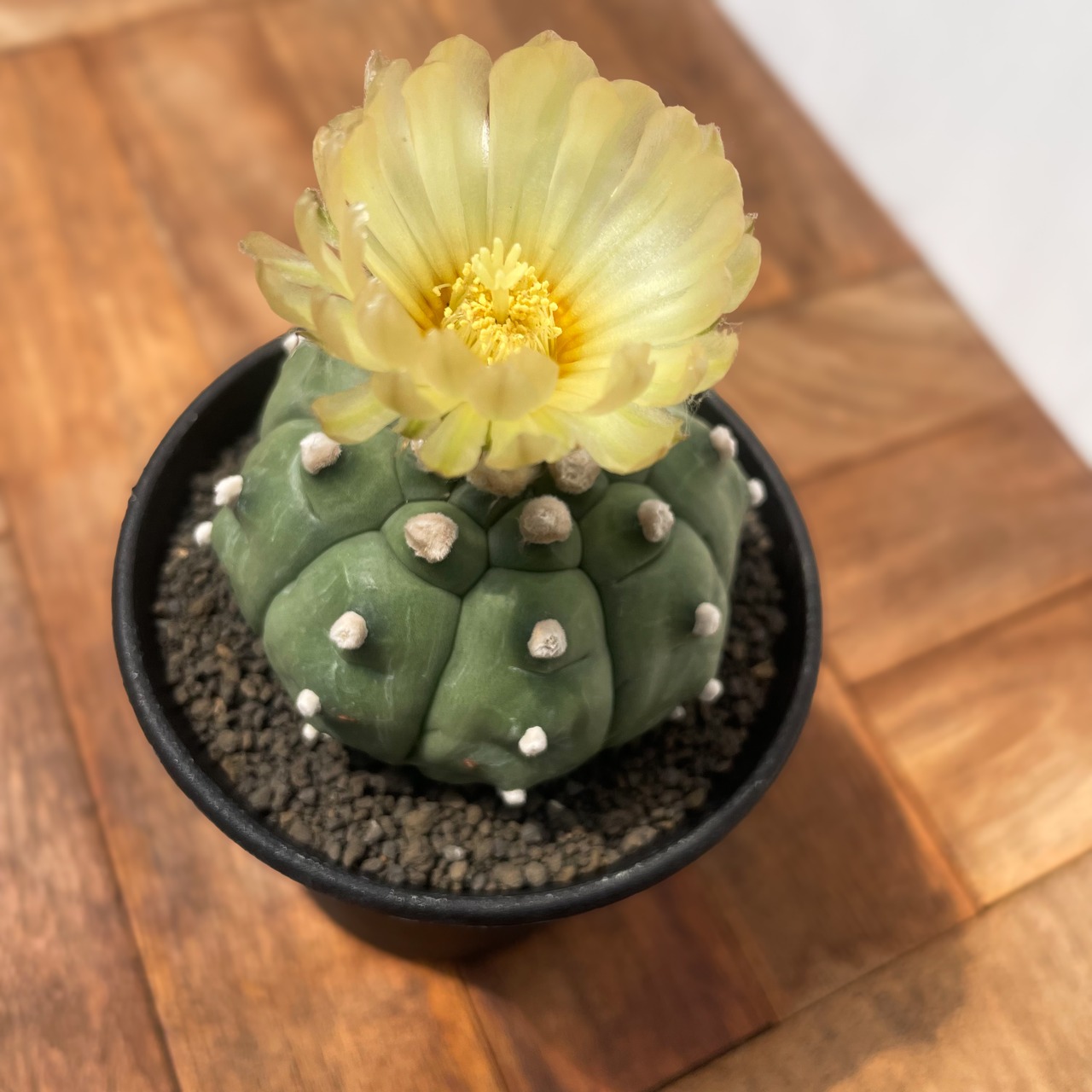 Astrophytum asterias f.nudum【アストロフィツム・亀甲瑠璃兜】