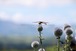 希少植物「ヒゴタイ」の咲く阿蘇の風景