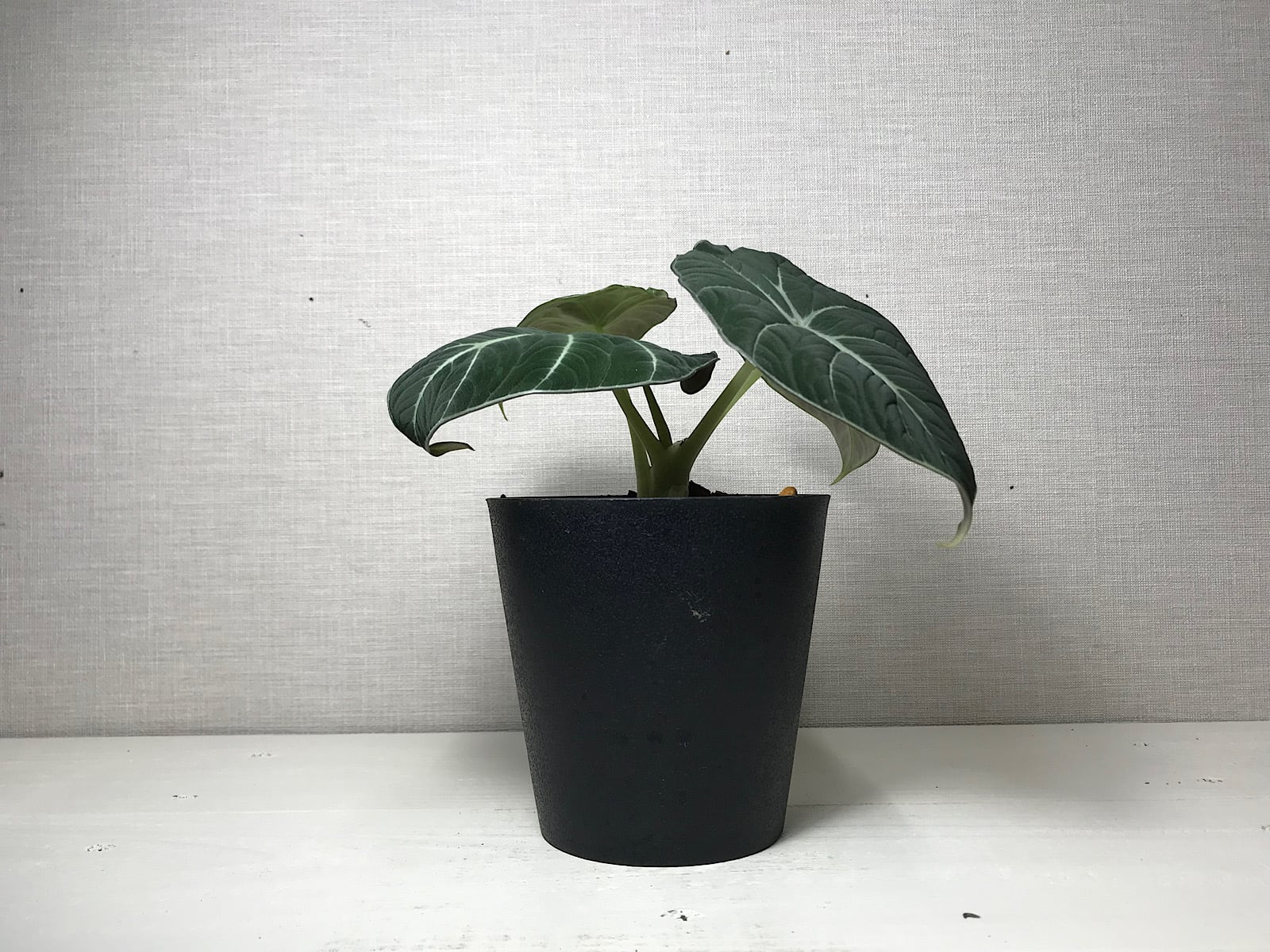 アロカシア ブラックベルベット