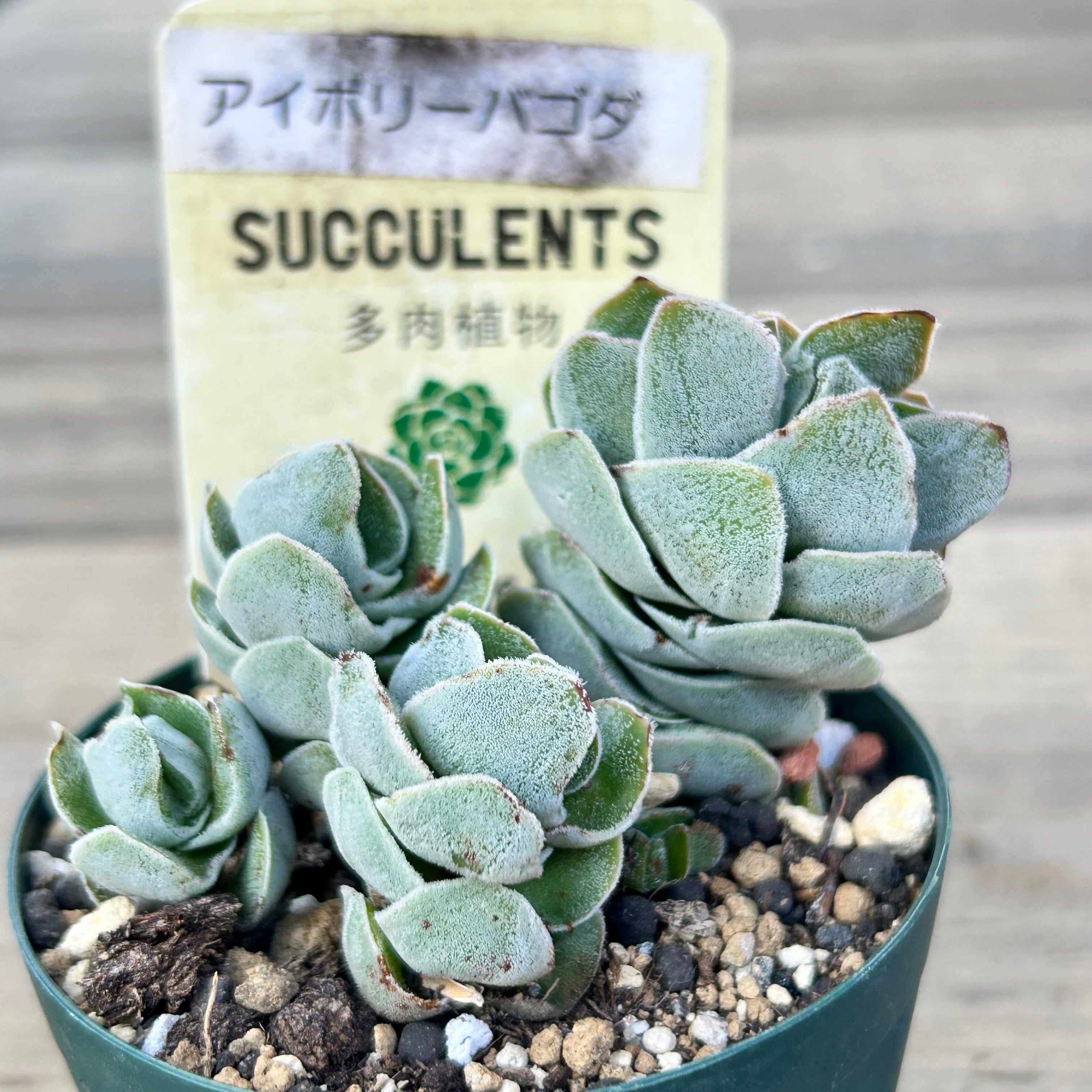 アイボリーパゴダ | RuPo 多肉植物専門店