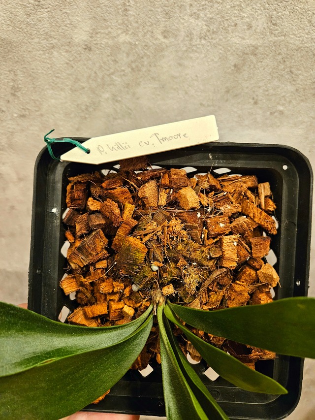 P. hillii cv. Tmoore 【artPLANTs】ビカクシダ/Platycerium