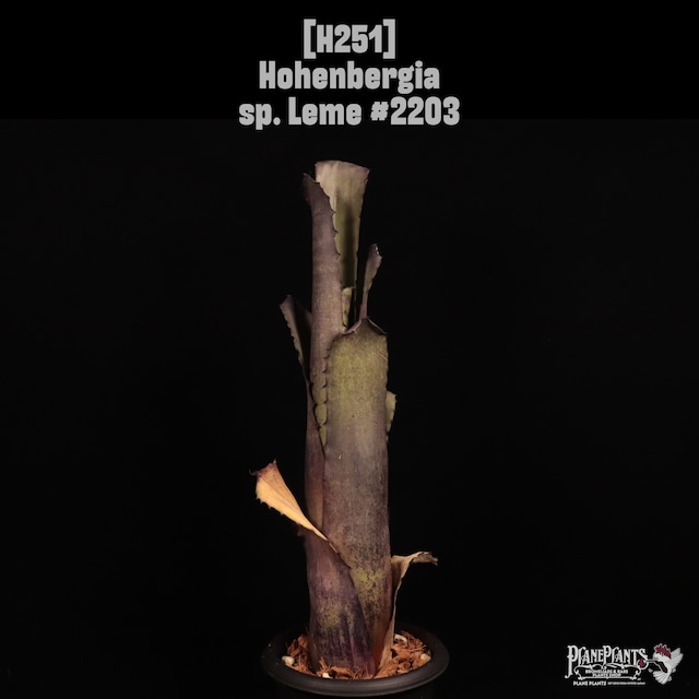 【reserved】Hohenbergia 'Purple Majesty'〔ホヘンベルギア〕現品発送H0111