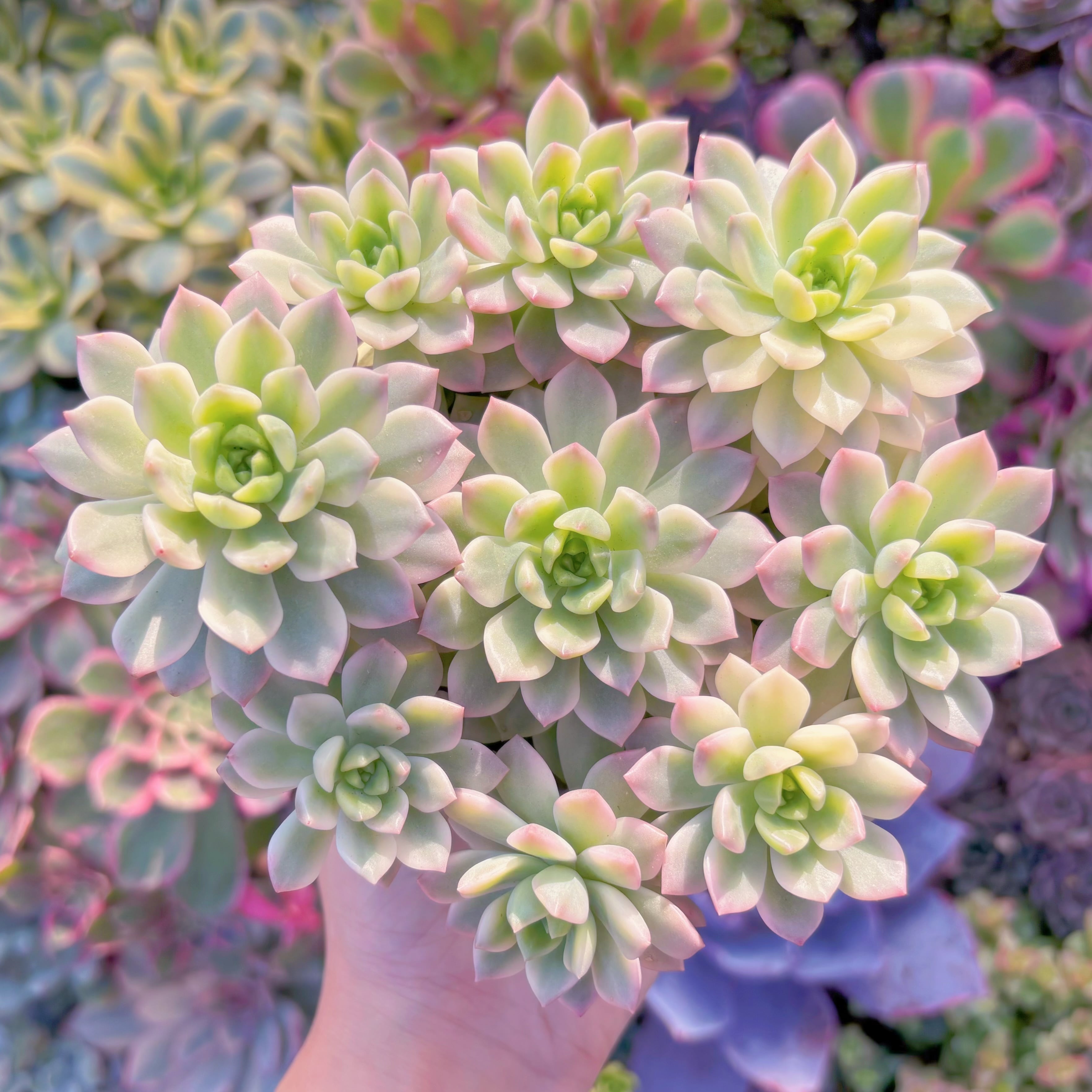 現品　マッコス錦#A023　理想的な株姿　群生　るる農園