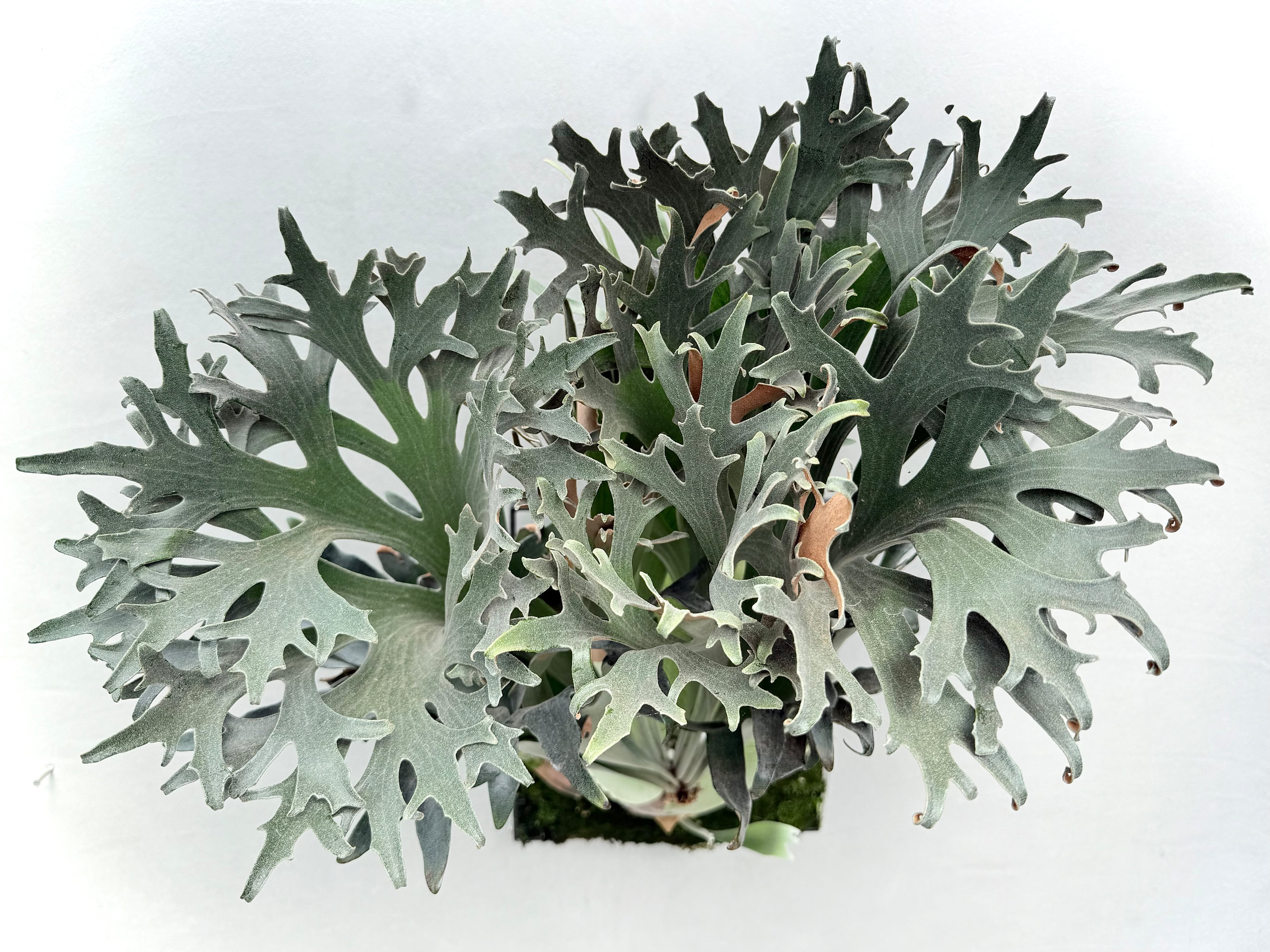 P. 'Celso' × 'Yellow Moon Dwarf' sporing ビカクシダ セルソ