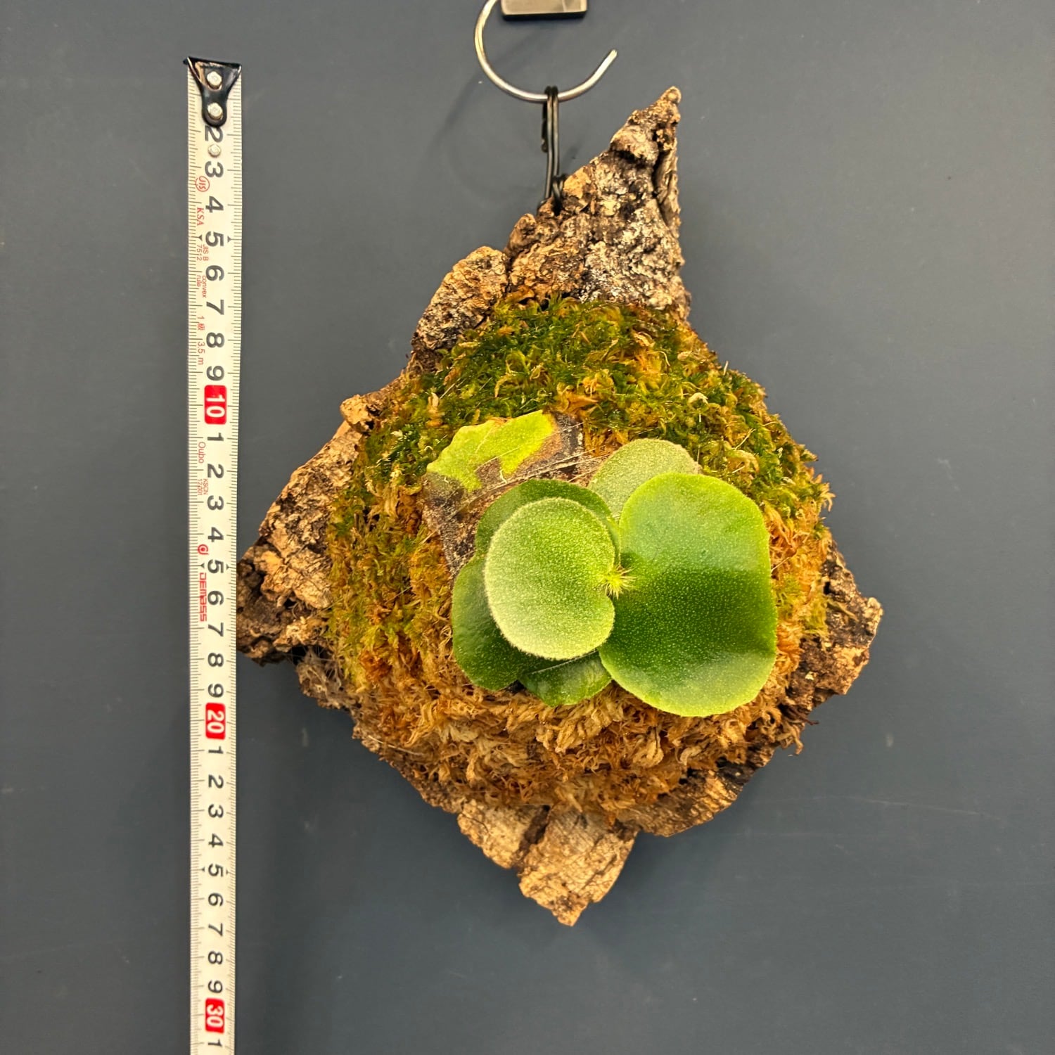 ビカクシダ アンディナム 板付 ビカクシダ アンディナム P.andinum 板付け【514】 | PROTOLEAF プロト