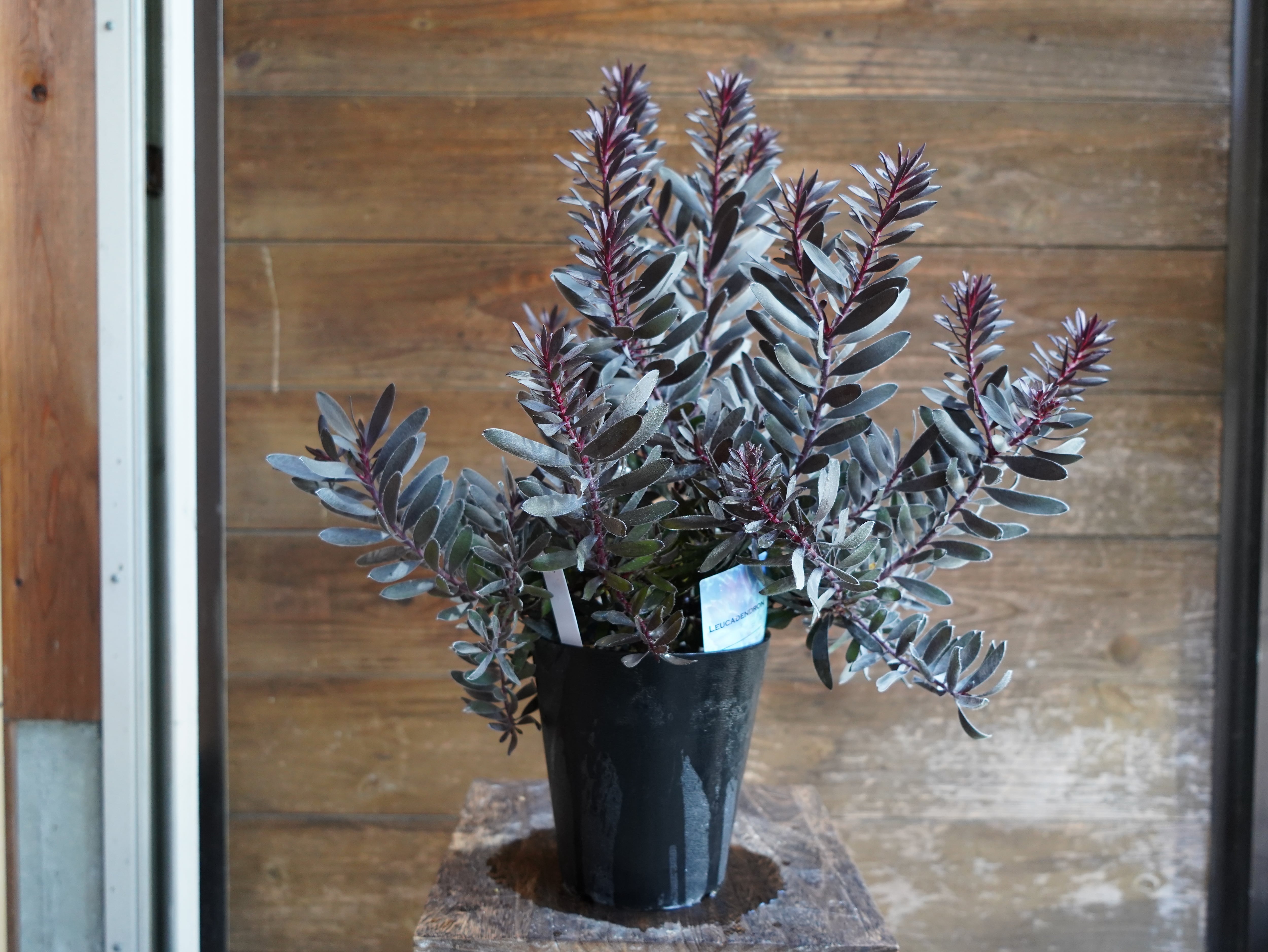 【現物】リューカデンドロン　”デュリフ”　A