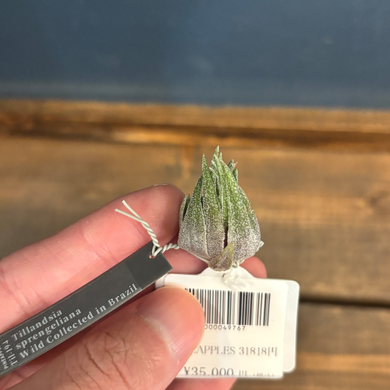 チランジア スプレンゲリアナ Wild Collected in Brazil【78】