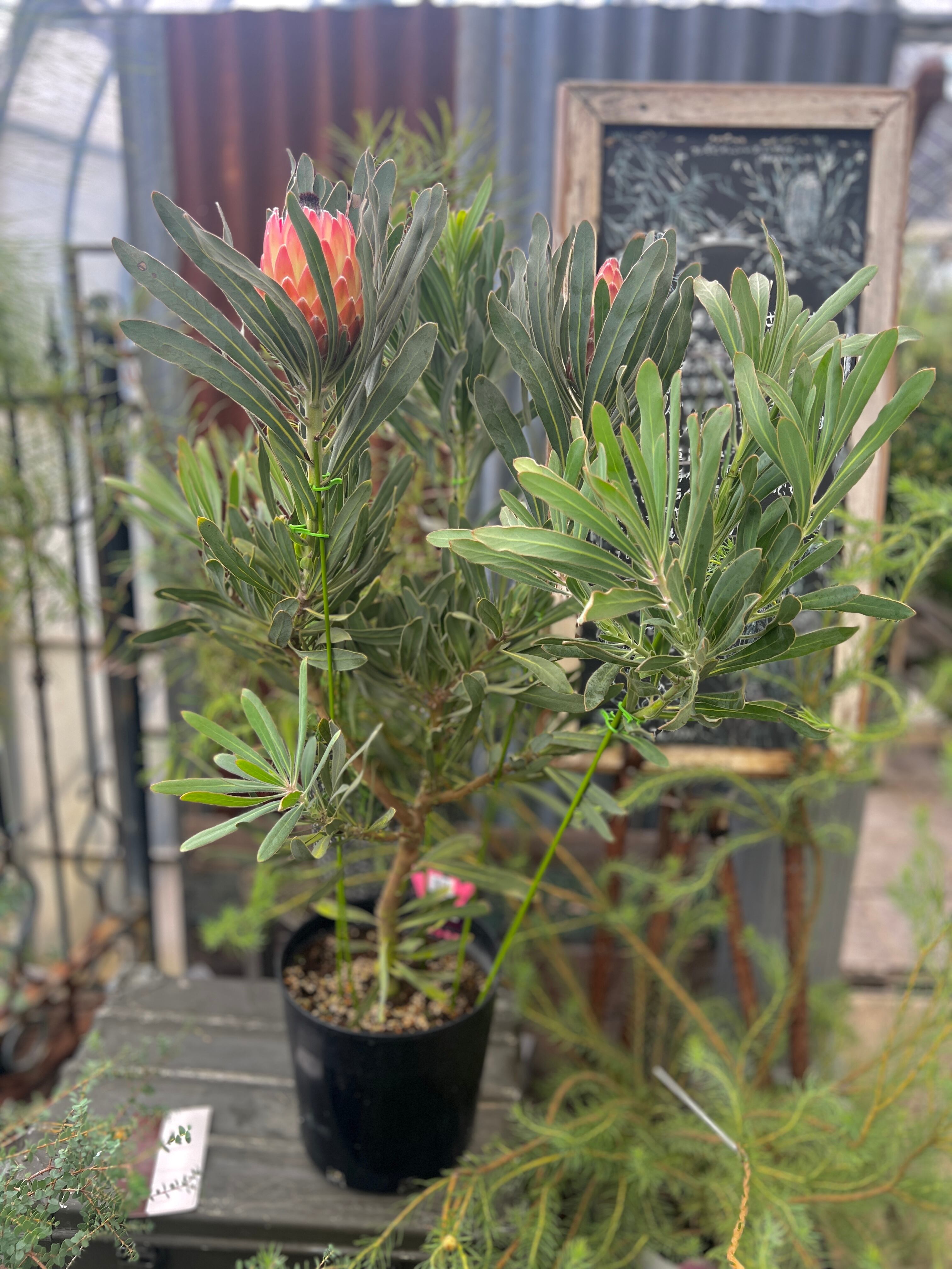 ジョーイセルリア ブラッシングブライド② | 沼ノ上農園