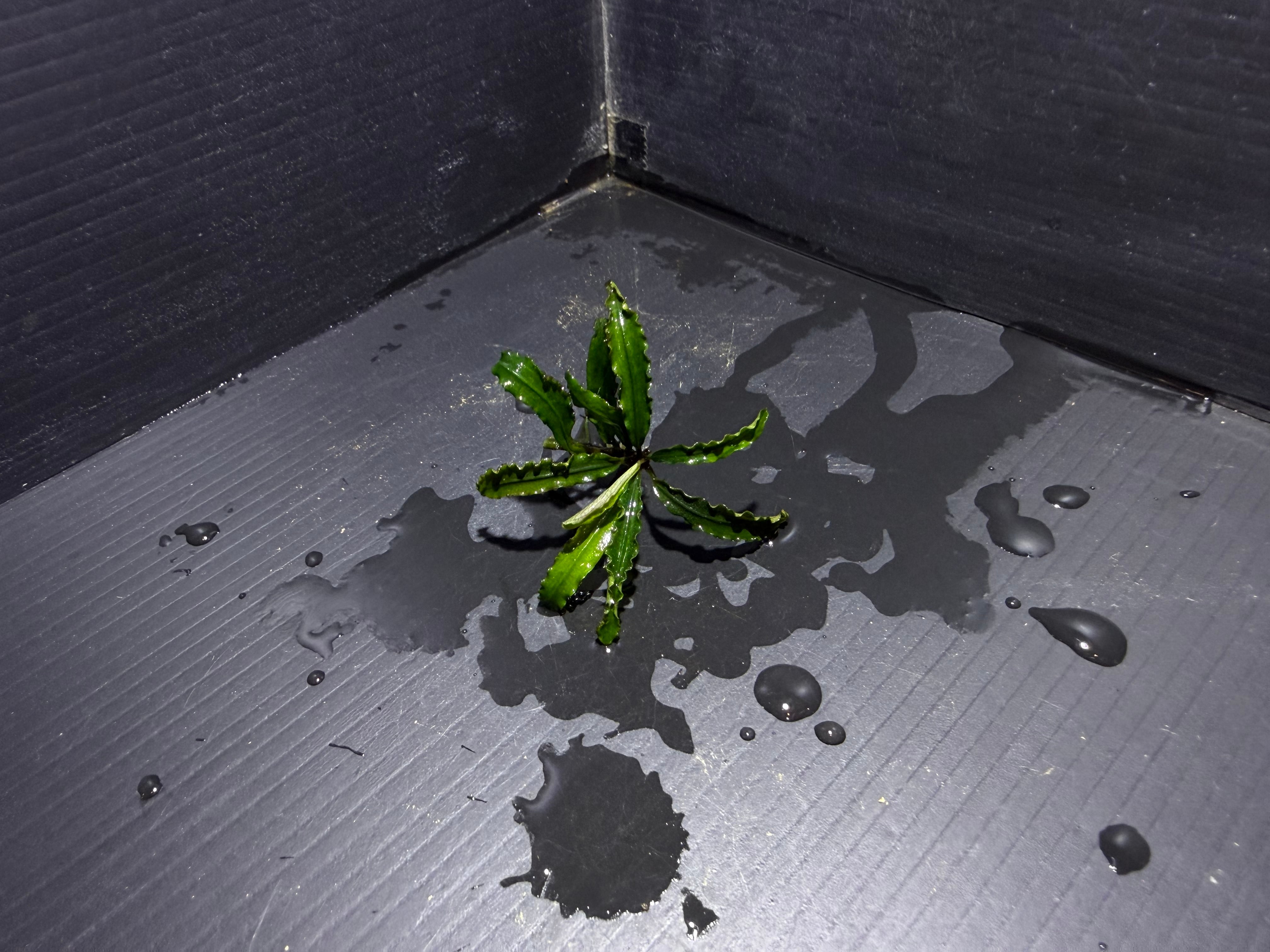 ブセファランドラ | AquaFocus