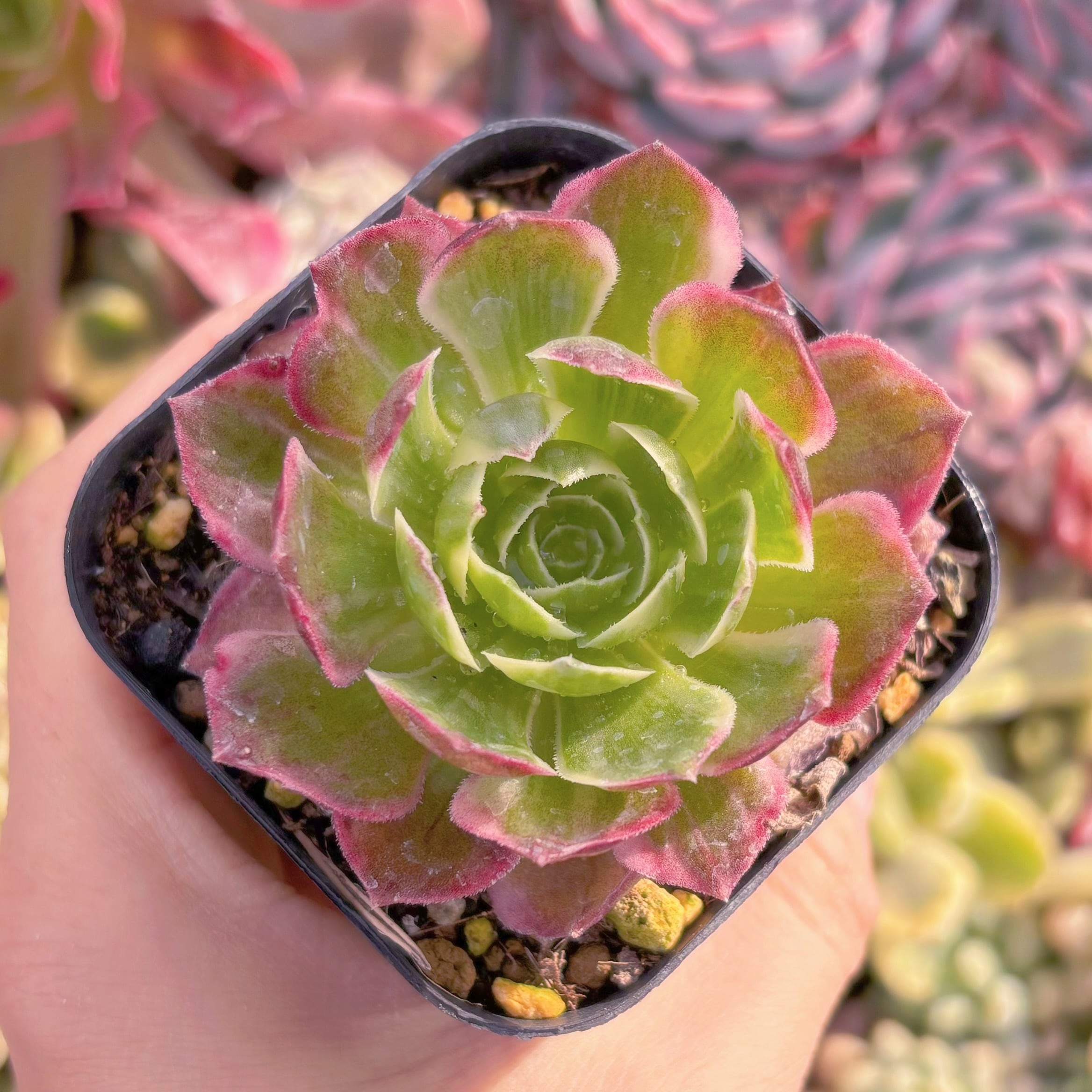 現物　水墨画#856　るる農園