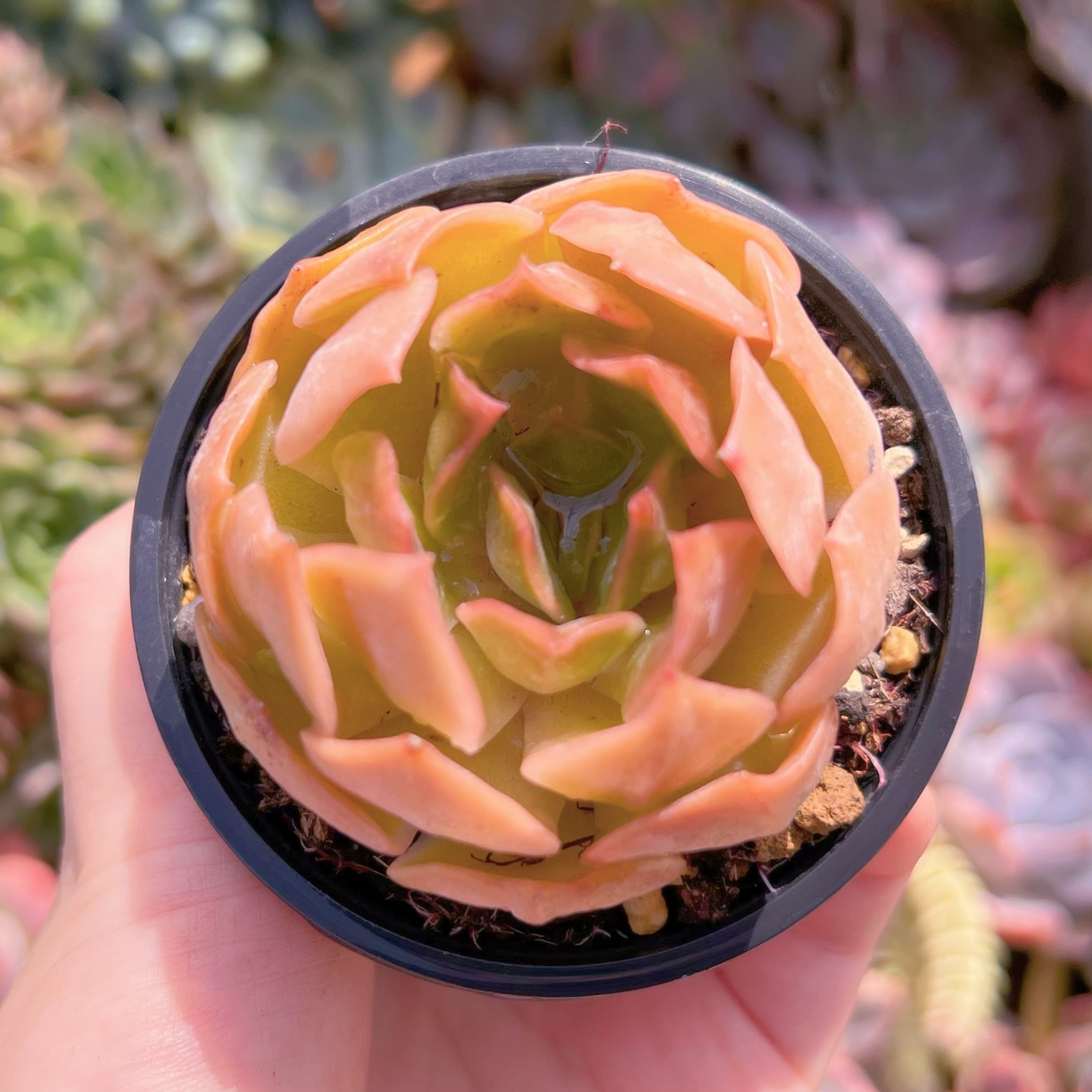 現品　Kiss#687　るる農園