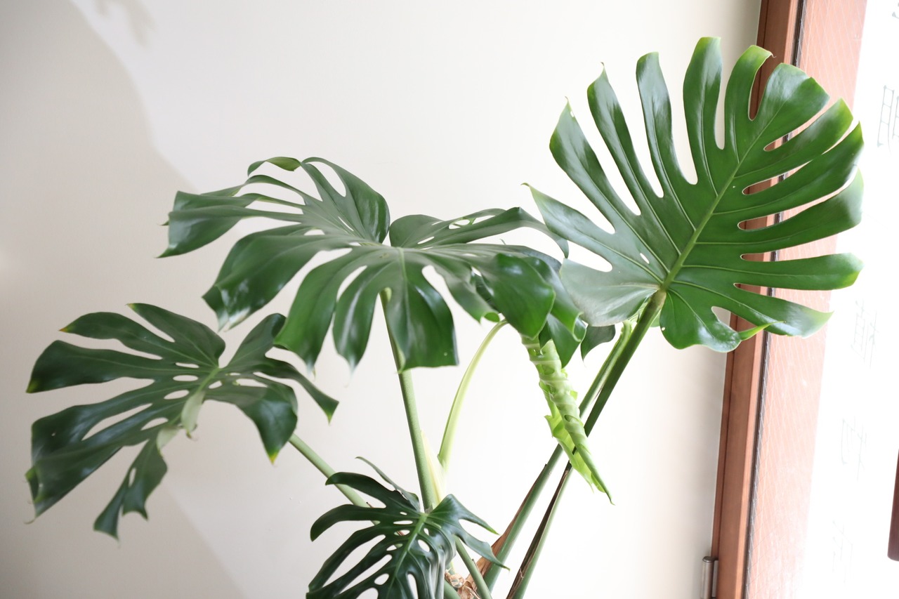 【渋谷区周辺エリア配送無料】【125cm】モンステラ デリシオーサ　※鉢カバー別