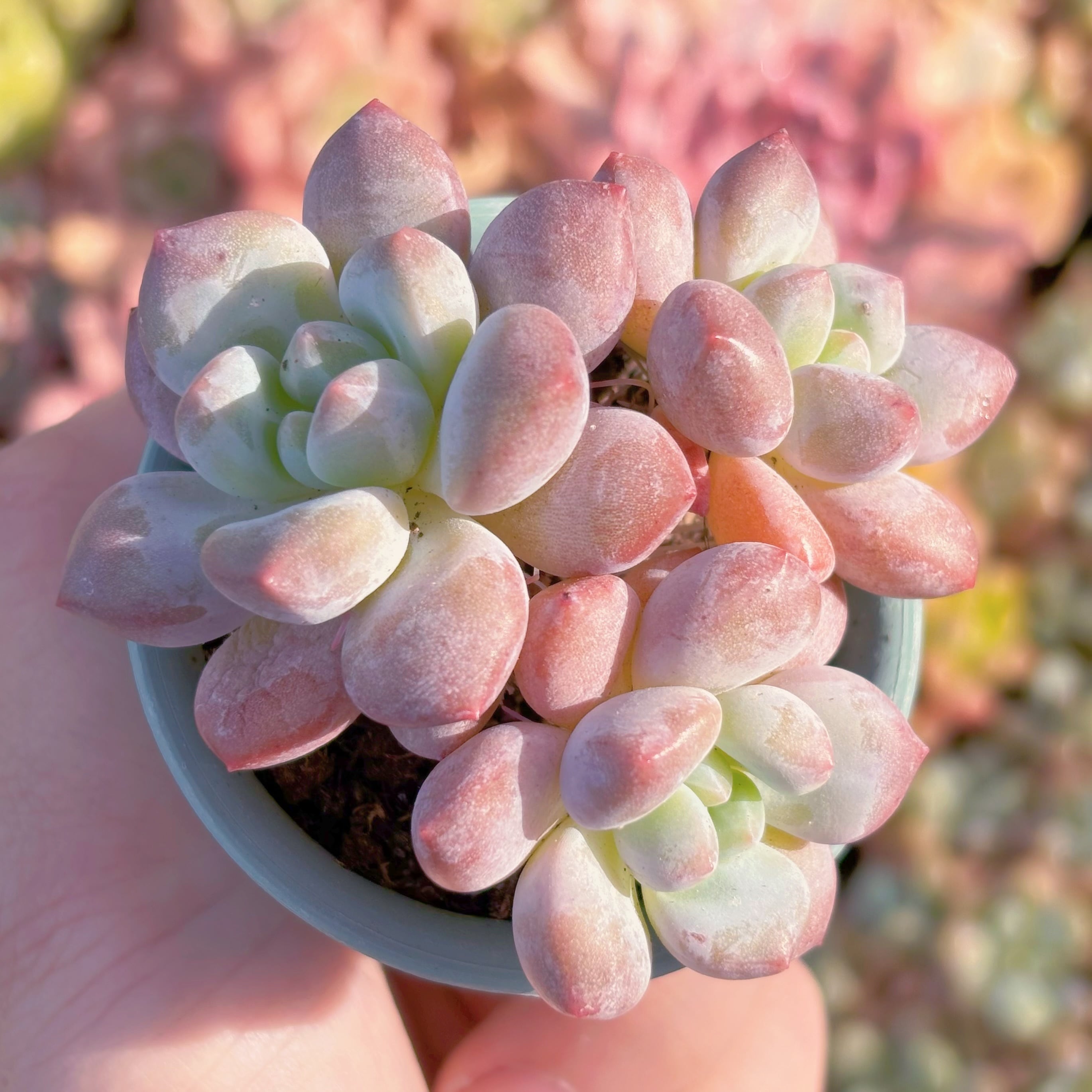 多肉植物　半夏　新入荷　るる農園