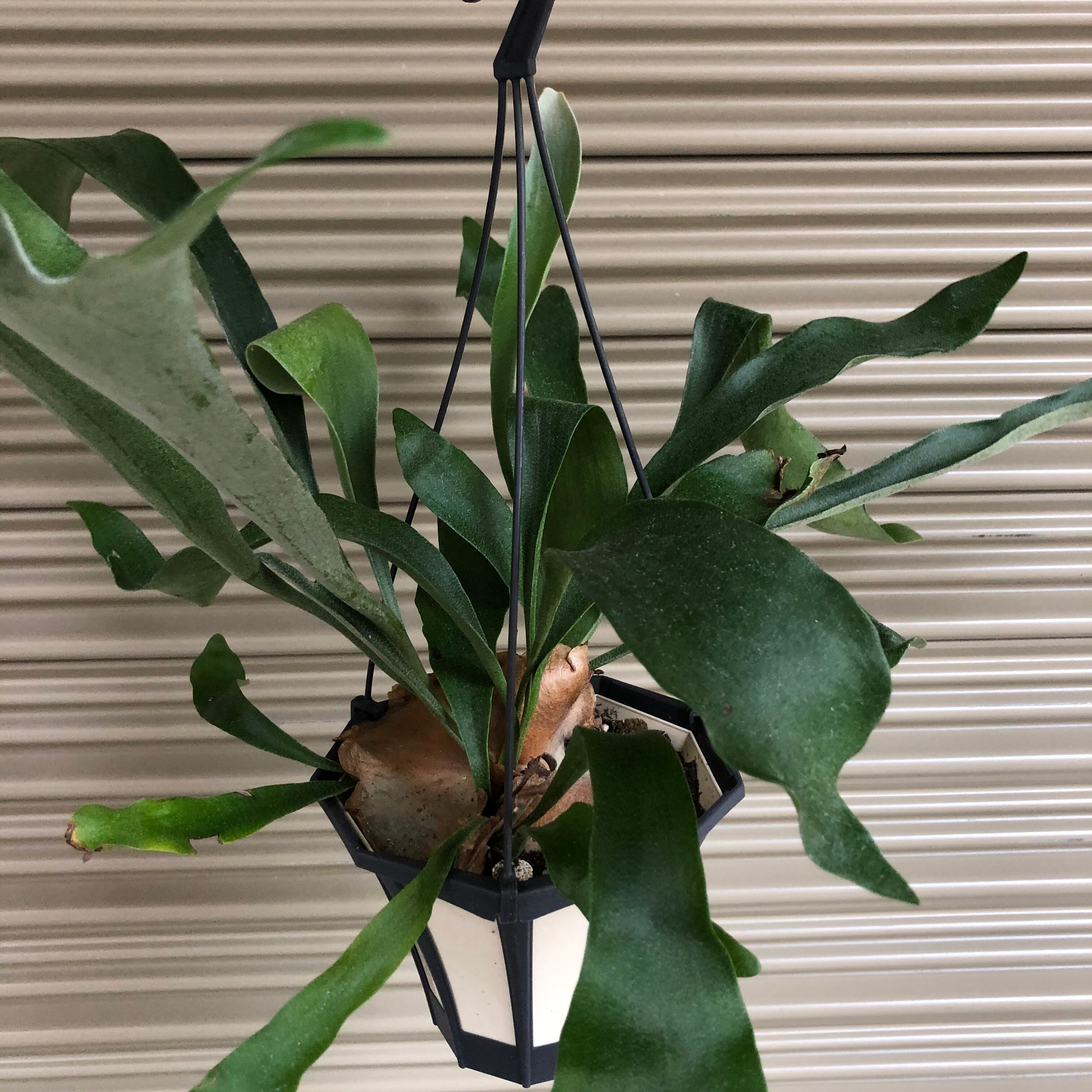 ビカクシダ コウモリラン 吊り | ハルカゼフラワー