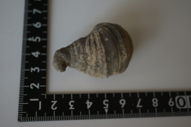 ニューヨーク州産四放サンゴ化石 Heliophyllum halli 1536