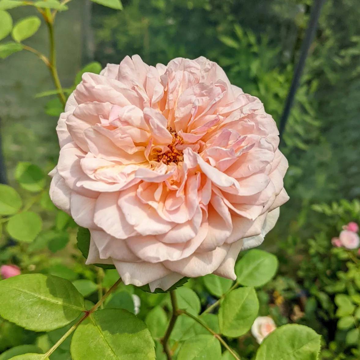 チャールズ オースチン | 天空のバラ園(無農薬バラ苗・花苗