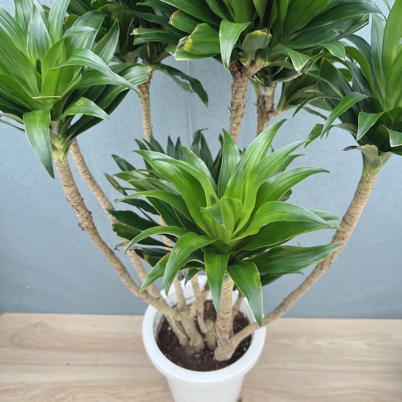 現品］☆一部斑入☆ 17番 ドラセナ コンパクタ 8号 観葉植物 室内