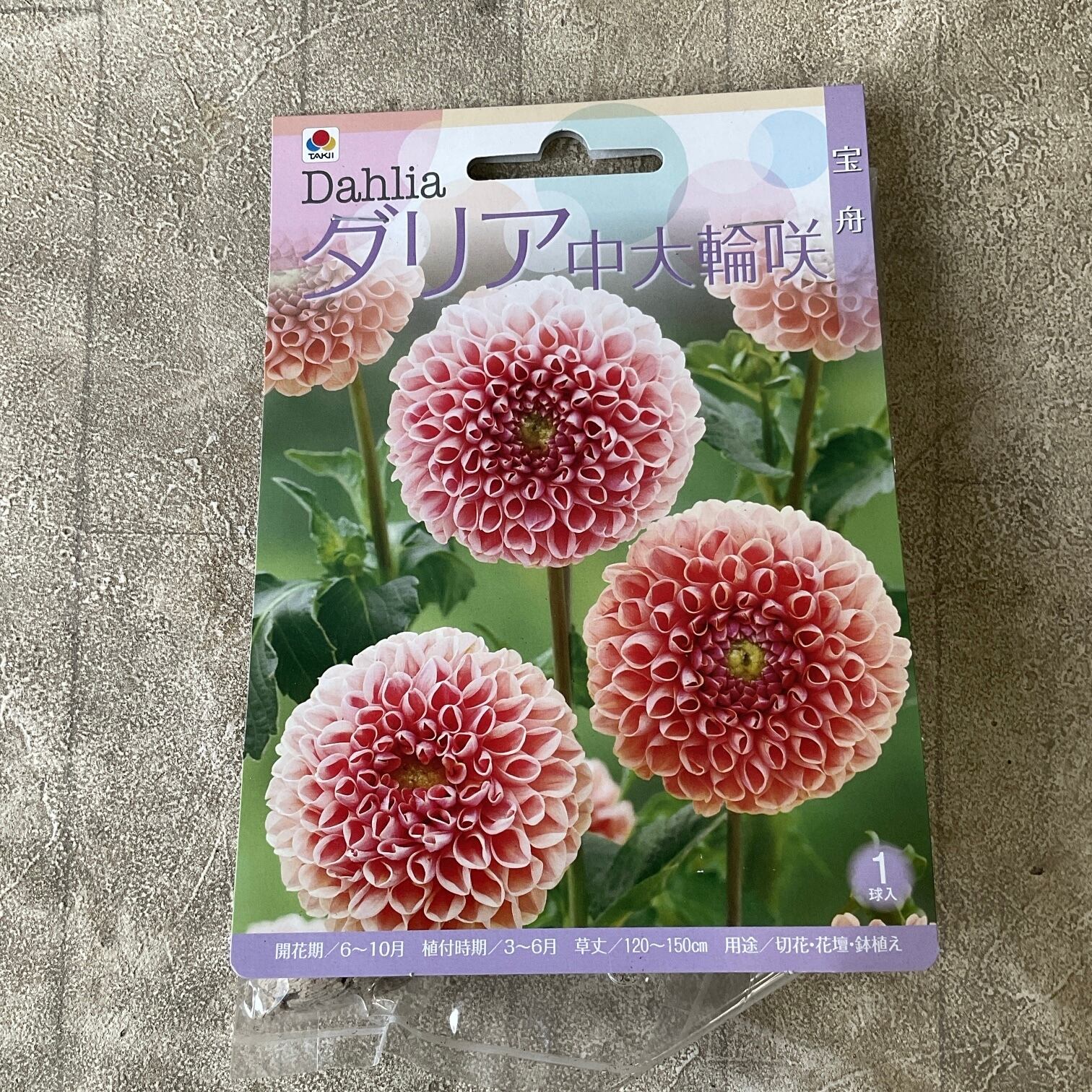 球根】ダリア 中大輪咲 球宴 | 橋本種苗園