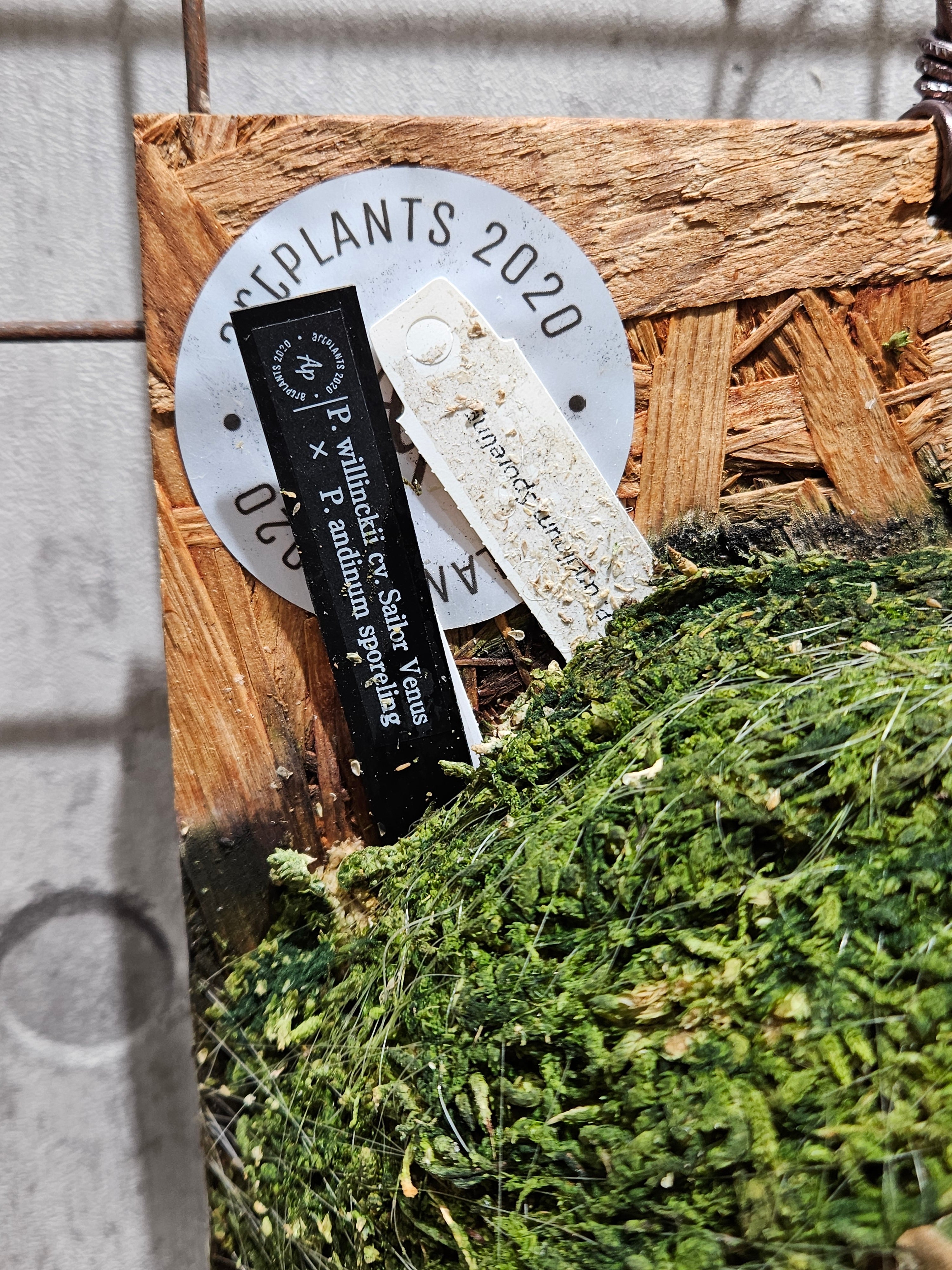 ミックススポアP. Ito ,Andinum willinckii ビカクシダ【P.andinum × willinckii 】子株 P. willinckii cv