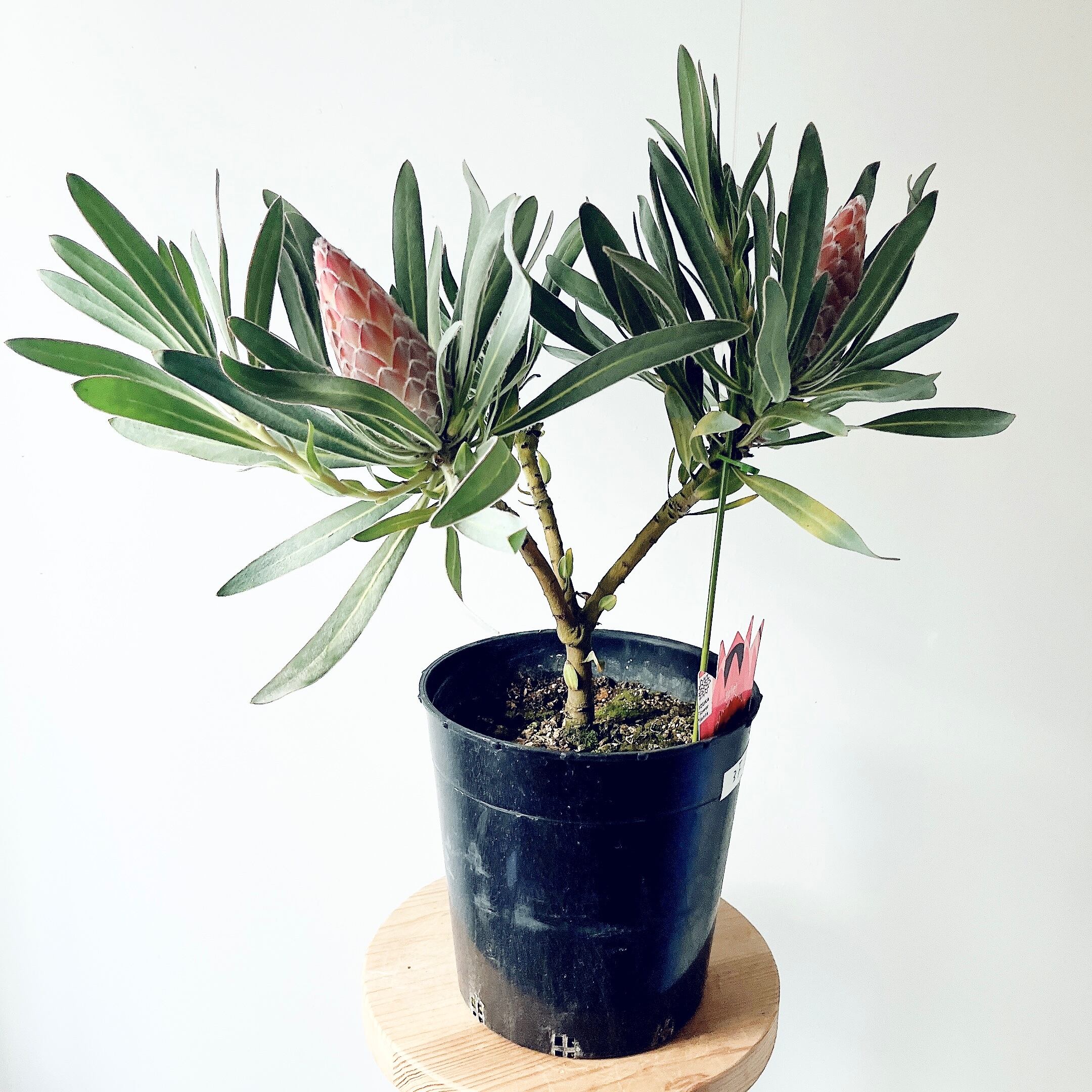 希少 プロテア ジュリエット 3F 観葉植物 ワイルドフラワー 希少植物 希少 プロテア ジュリエット 3F 観葉植物 ワイルドフラワー 希少植物