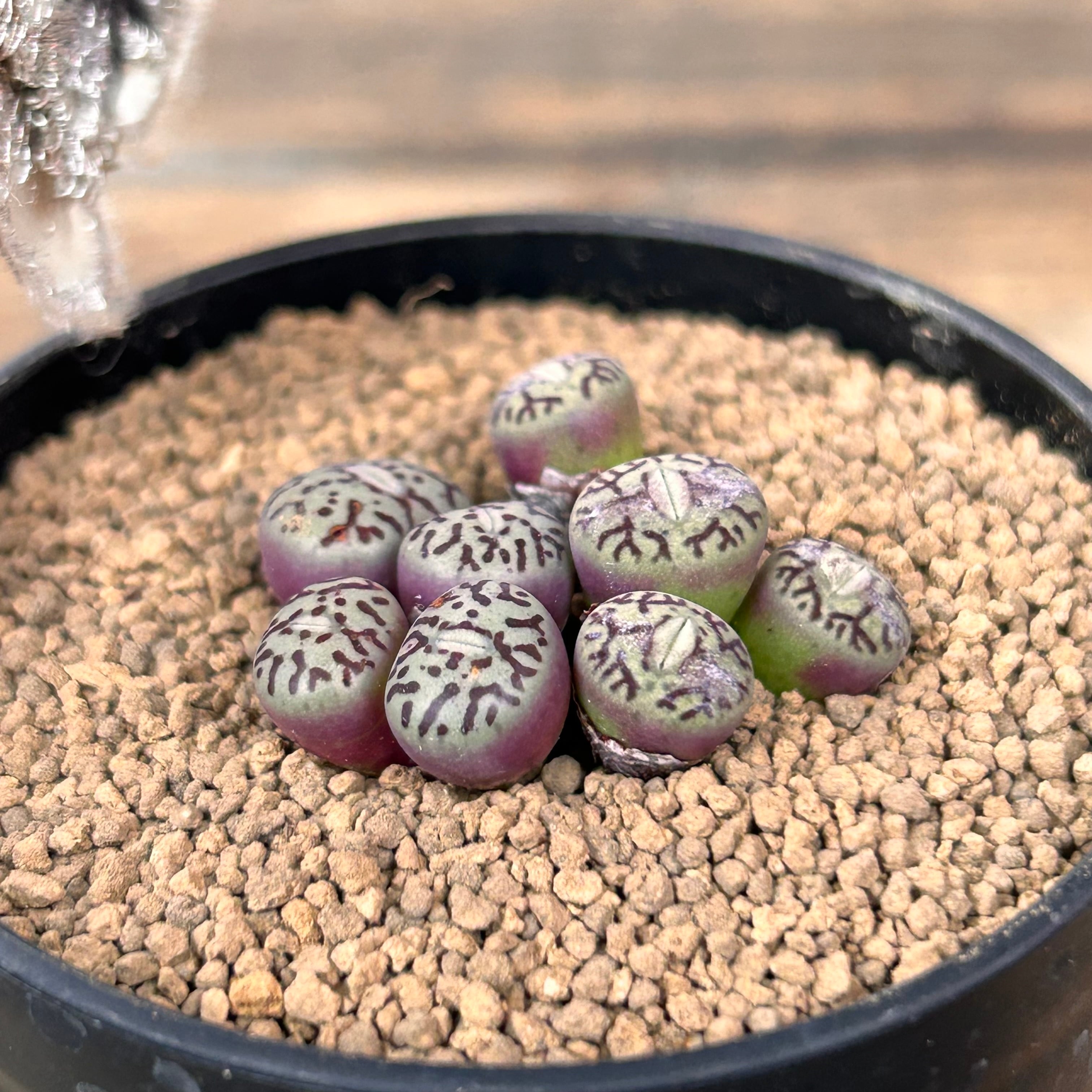 T)ミニマム ウィッテベルゲンセ 実生 コノフィツム | RuPo 多肉植物専門店