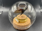 インテリア標本《ニジイロクワガタ♂》