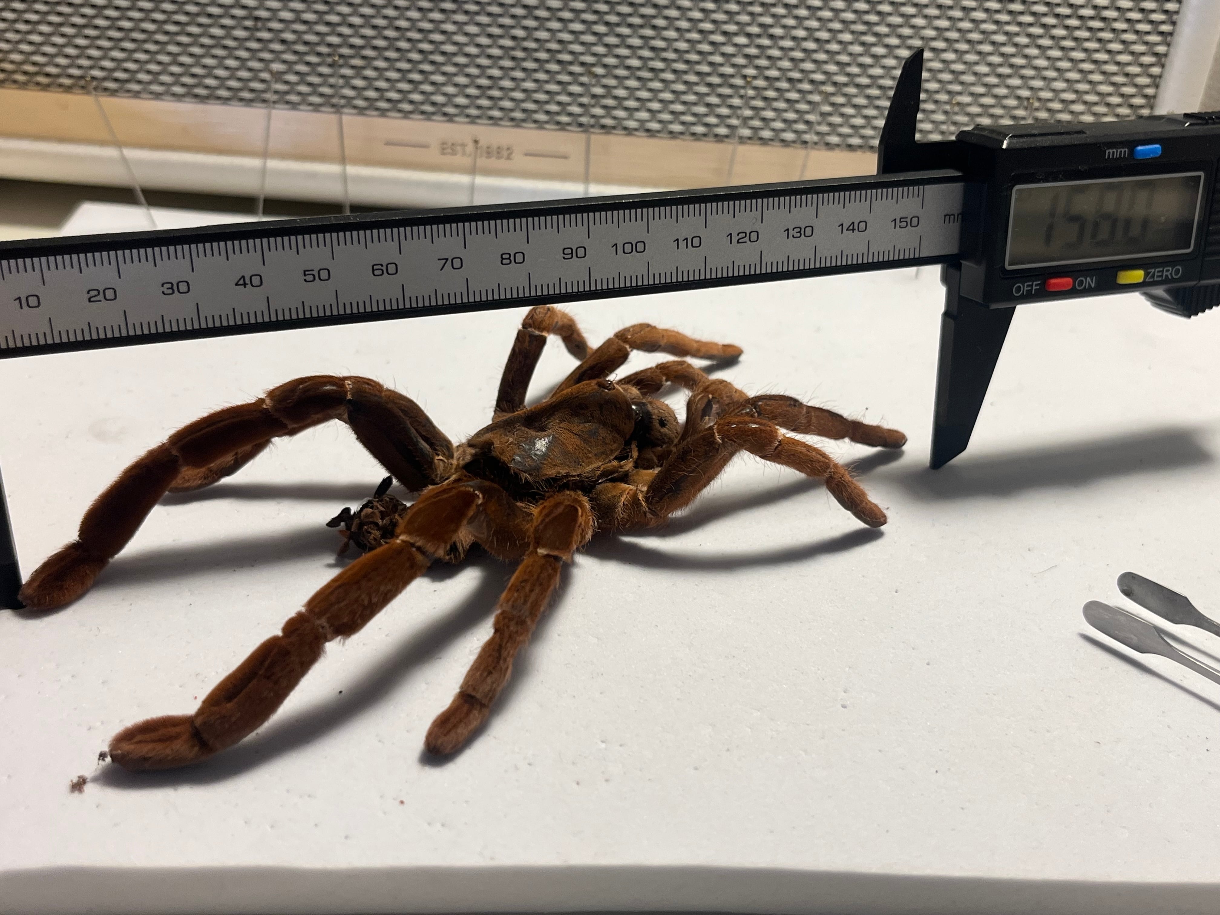 阿州最大種】キングバブーンタランチュラの標本 LS16cm程 ムカデ