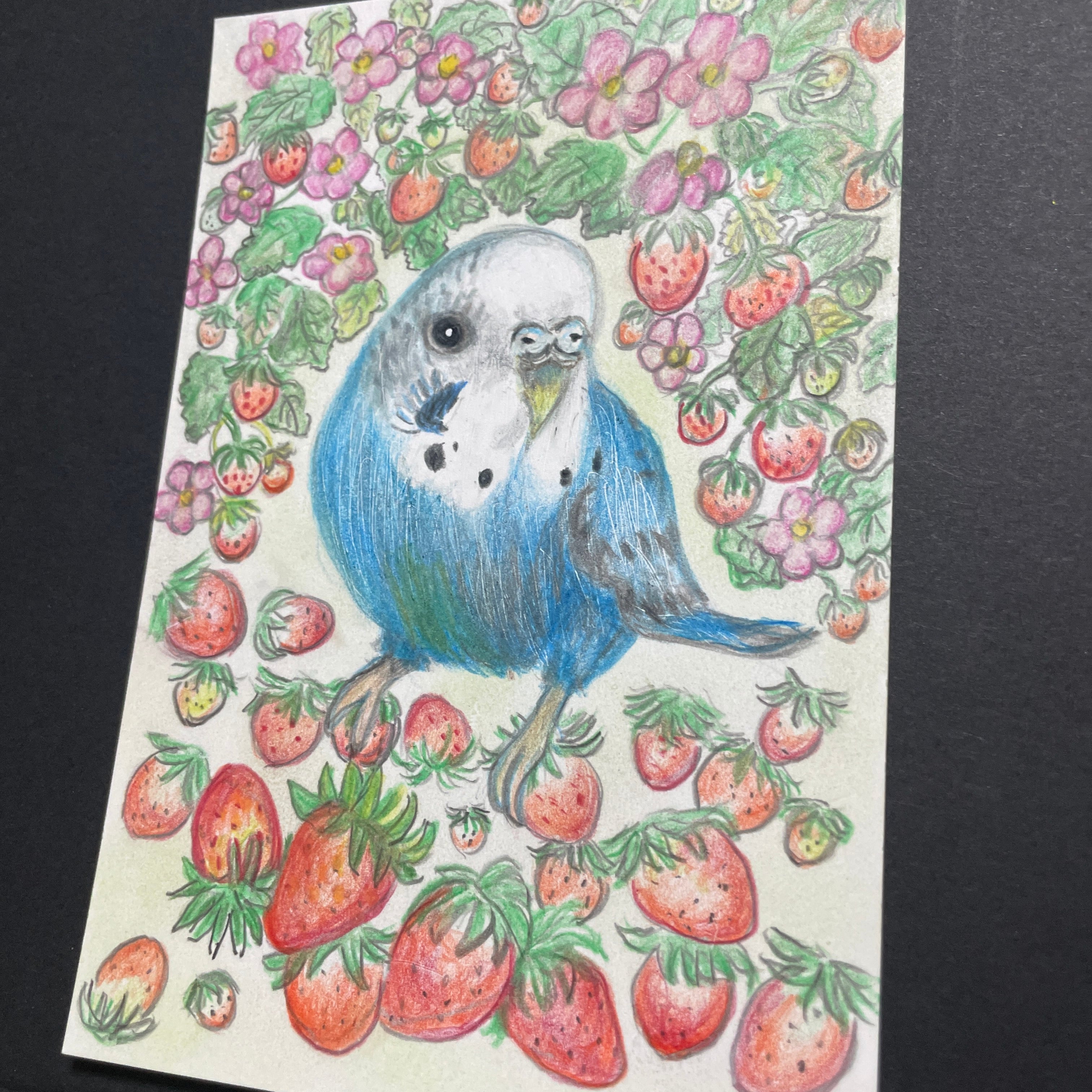 色鉛筆画 リアル可愛いセキセイインコ色鉛筆画 原画 鳥 インコ 苺 ゆ