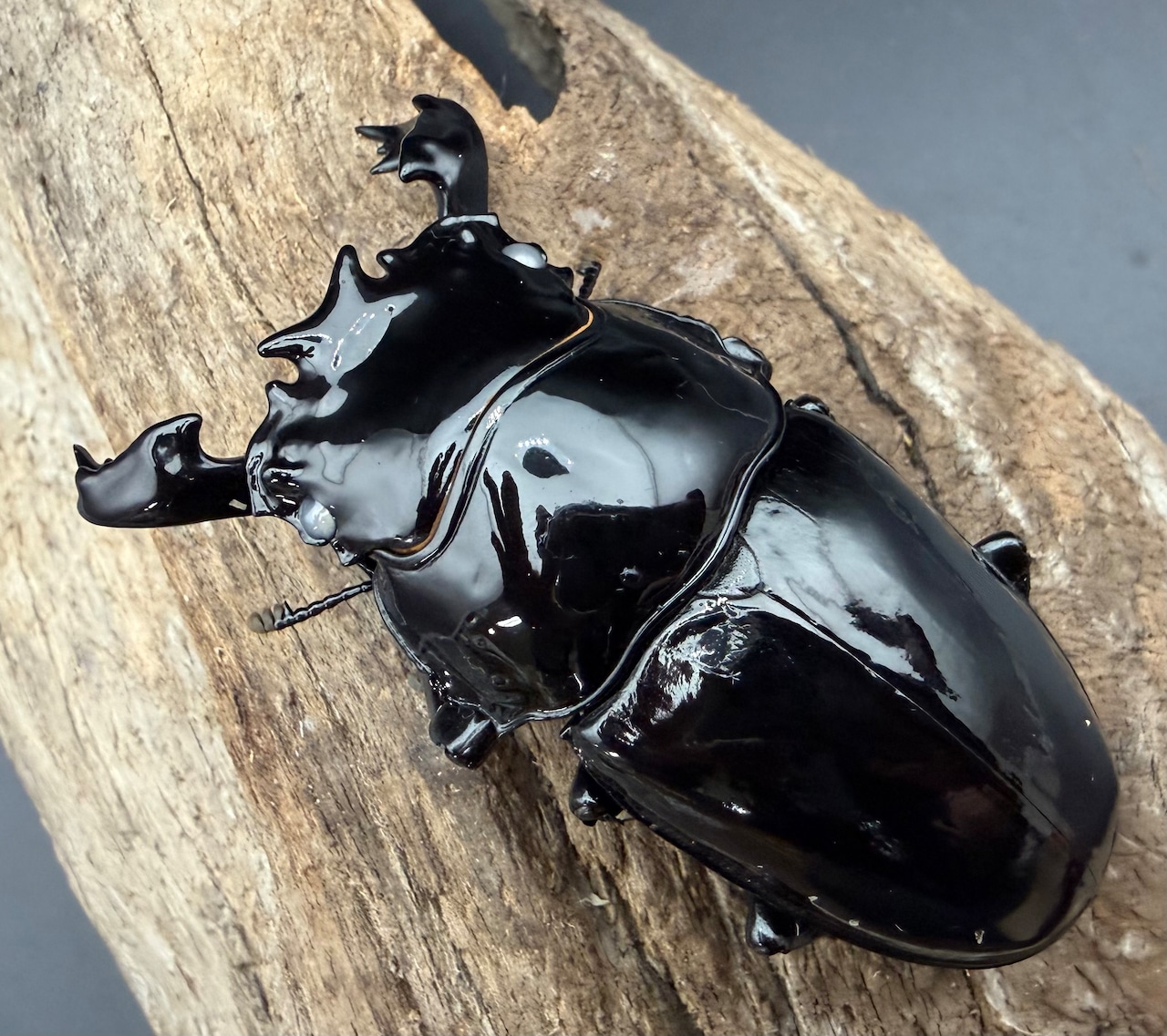 《タランドゥスオオツヤクワガタ ホワイトアイ 72mm ペア》