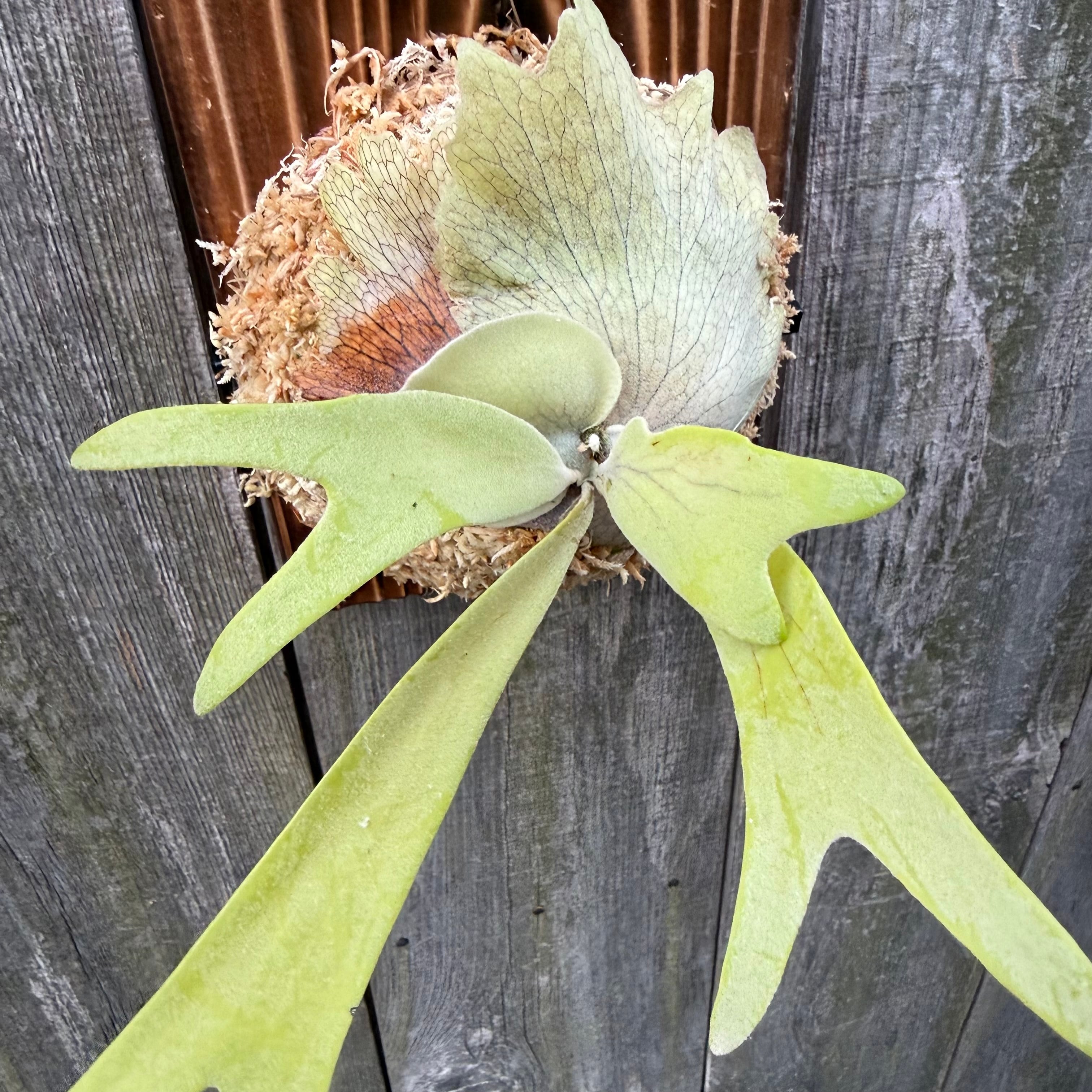 P. willinckii cv. Aplus special (pup) | naturefix