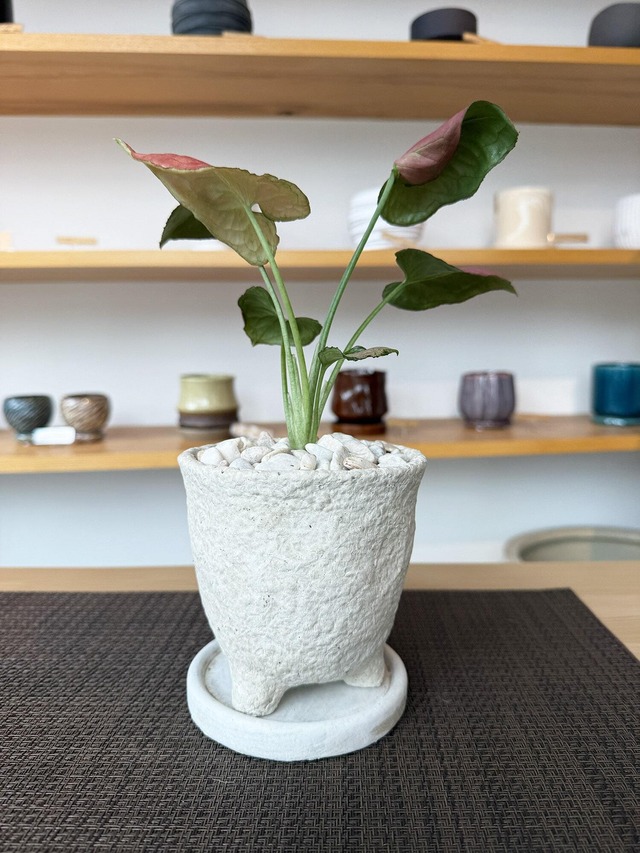 シンゴニウム・ストロベリー