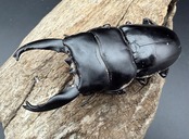 【WD】《アルキデスヒラタ ベンク－ル産 83.5mm ペア》