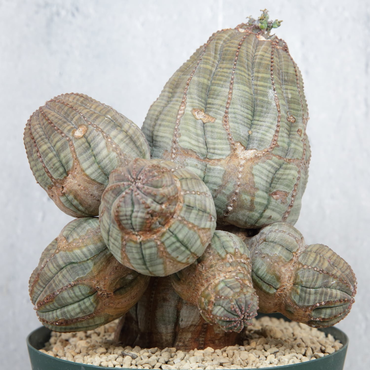 オールドオベサ(メス株) メス株【超厳選株】異型 超大株 最大幅約13.8cm 仔吹き 捻じれ