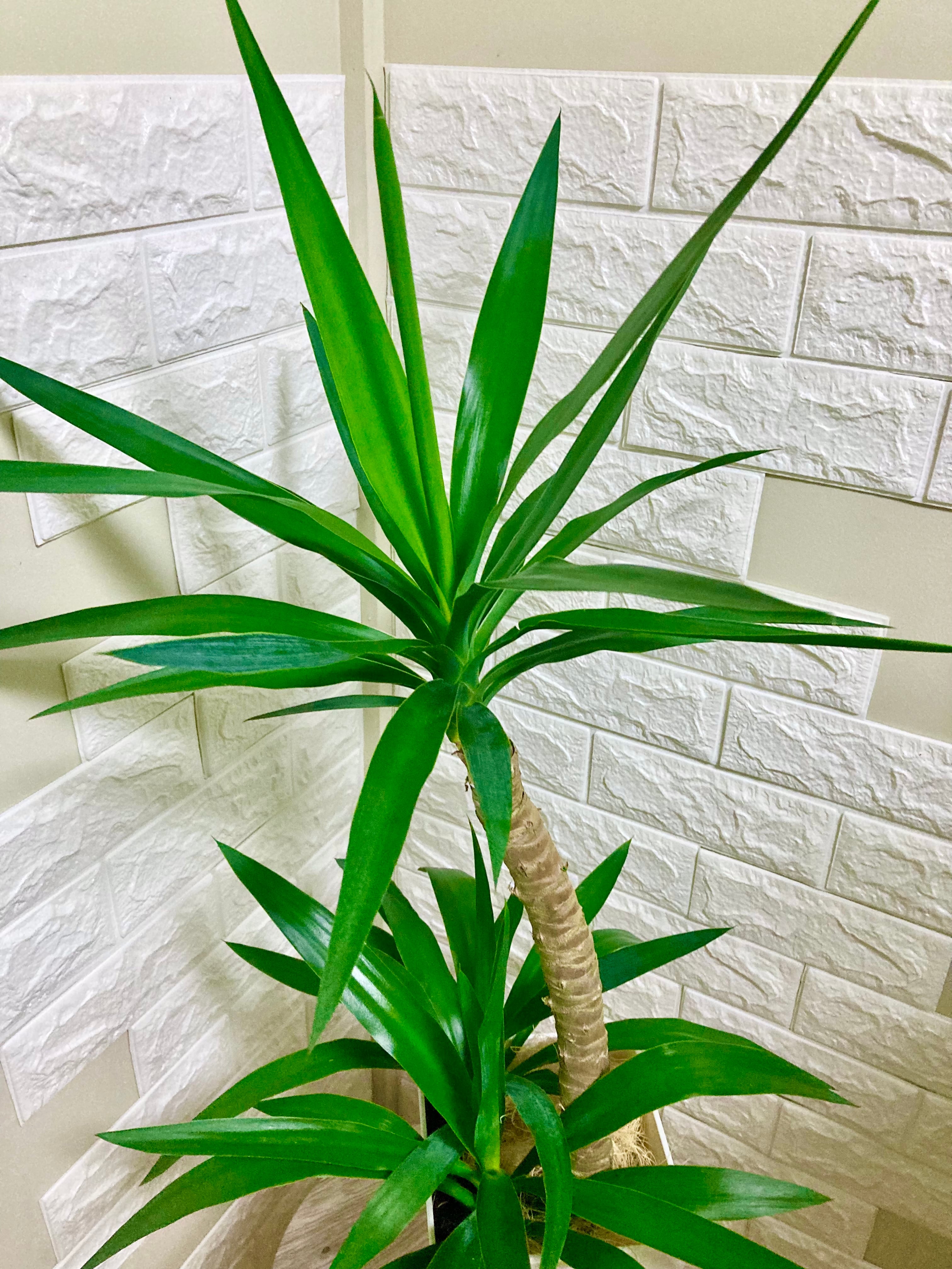 ユッカ⭐️曲がり | 観葉植物のお店 feerie（フェリエ）