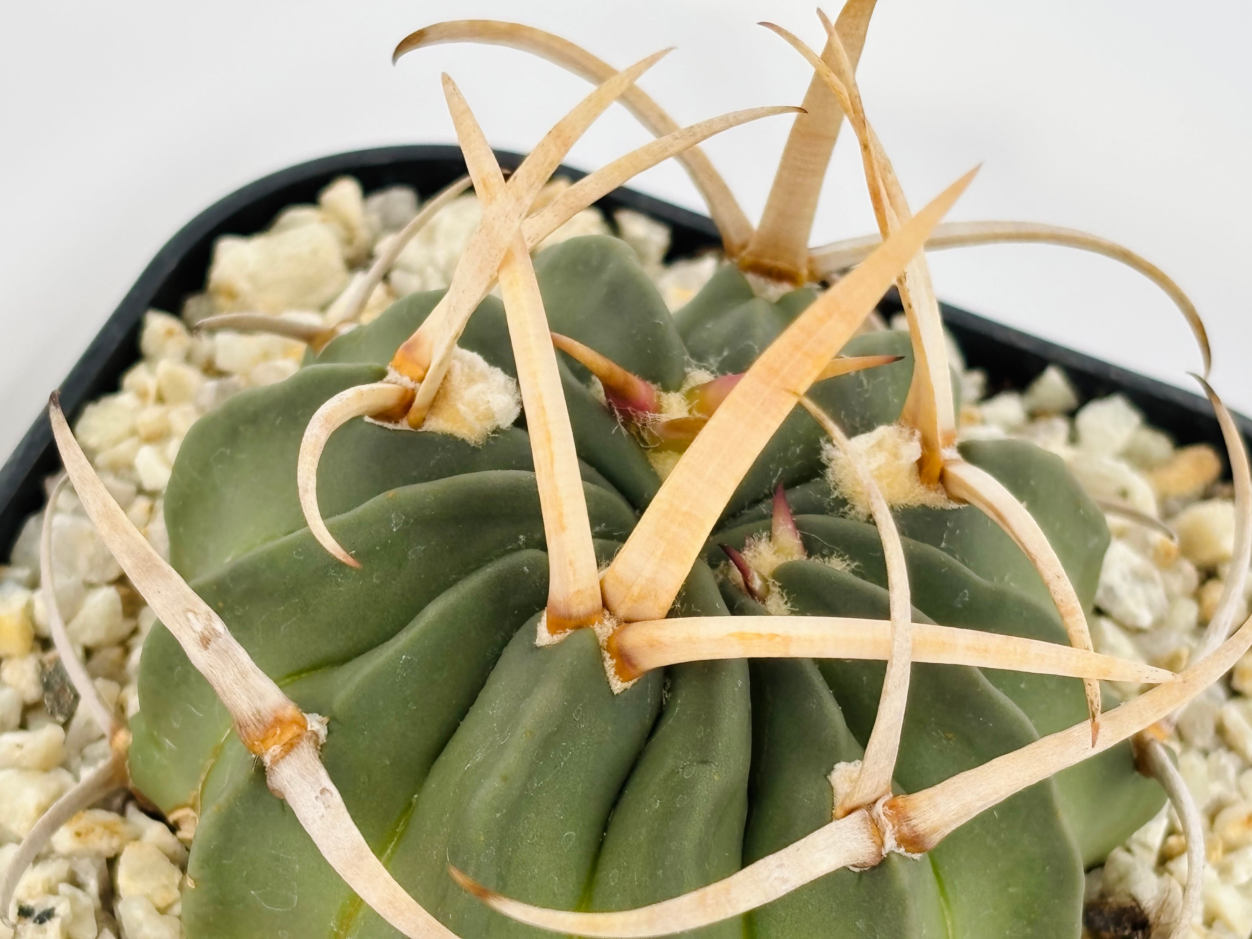 Echinofossulocactus coptonogonus エキノフォスロカクタス 竜剣丸