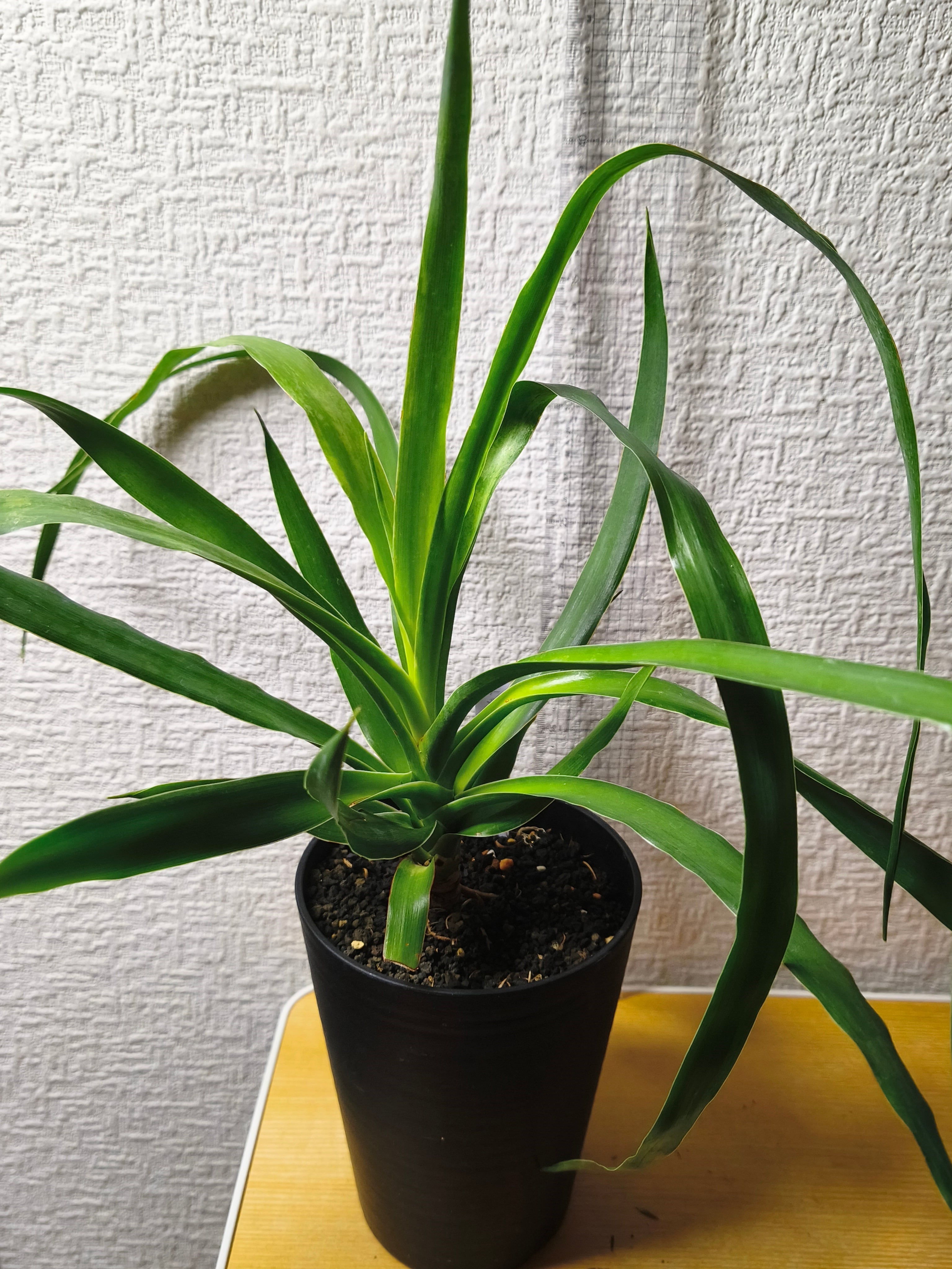 Aechmea disjuncta | PAY ID