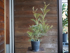 【現物】グレビレア ”アイボリーホイップ” B