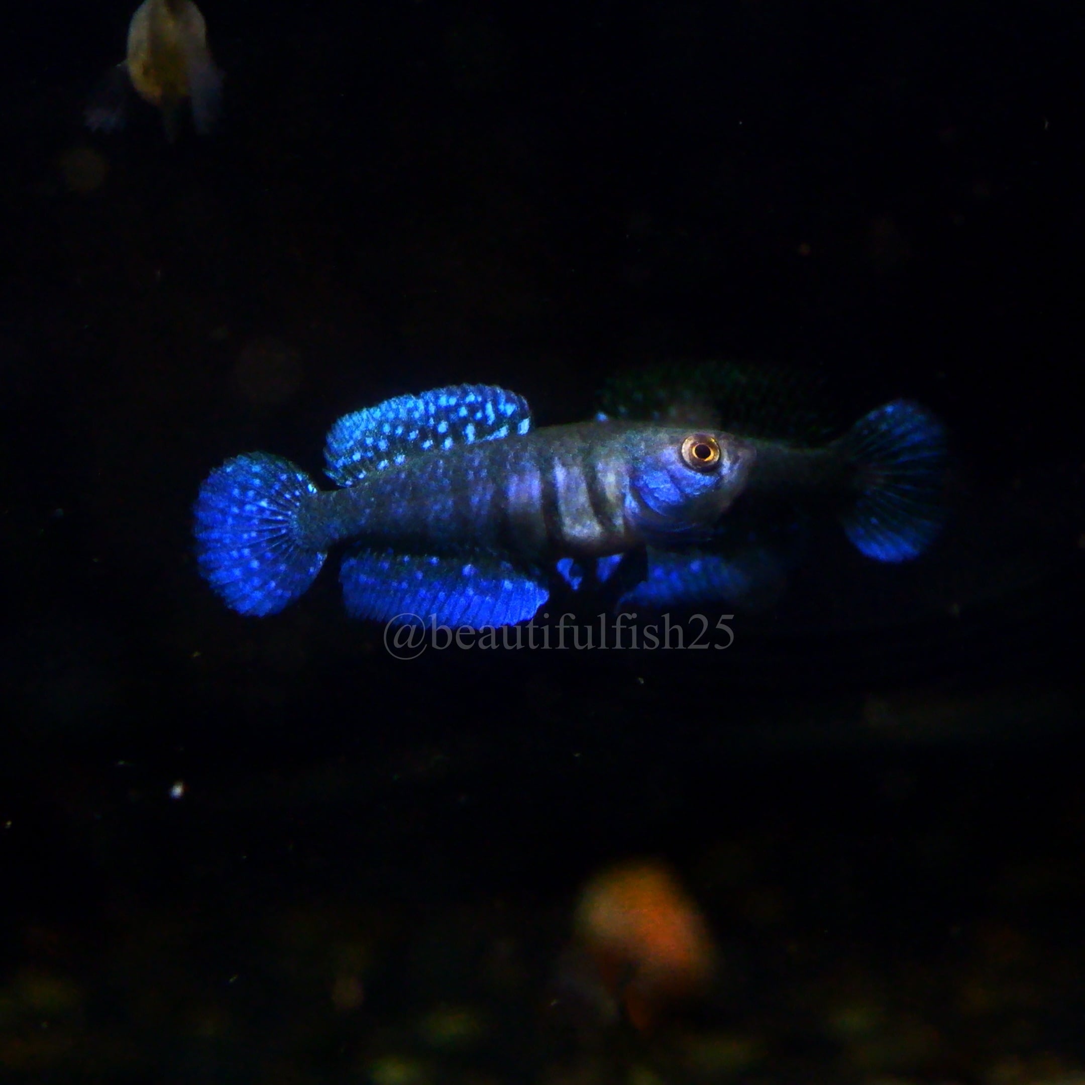 東京都のその他 卵生メダカDiapteron georgiae PEG93/14 1pair