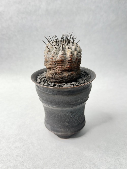 コピアポア・黒王丸