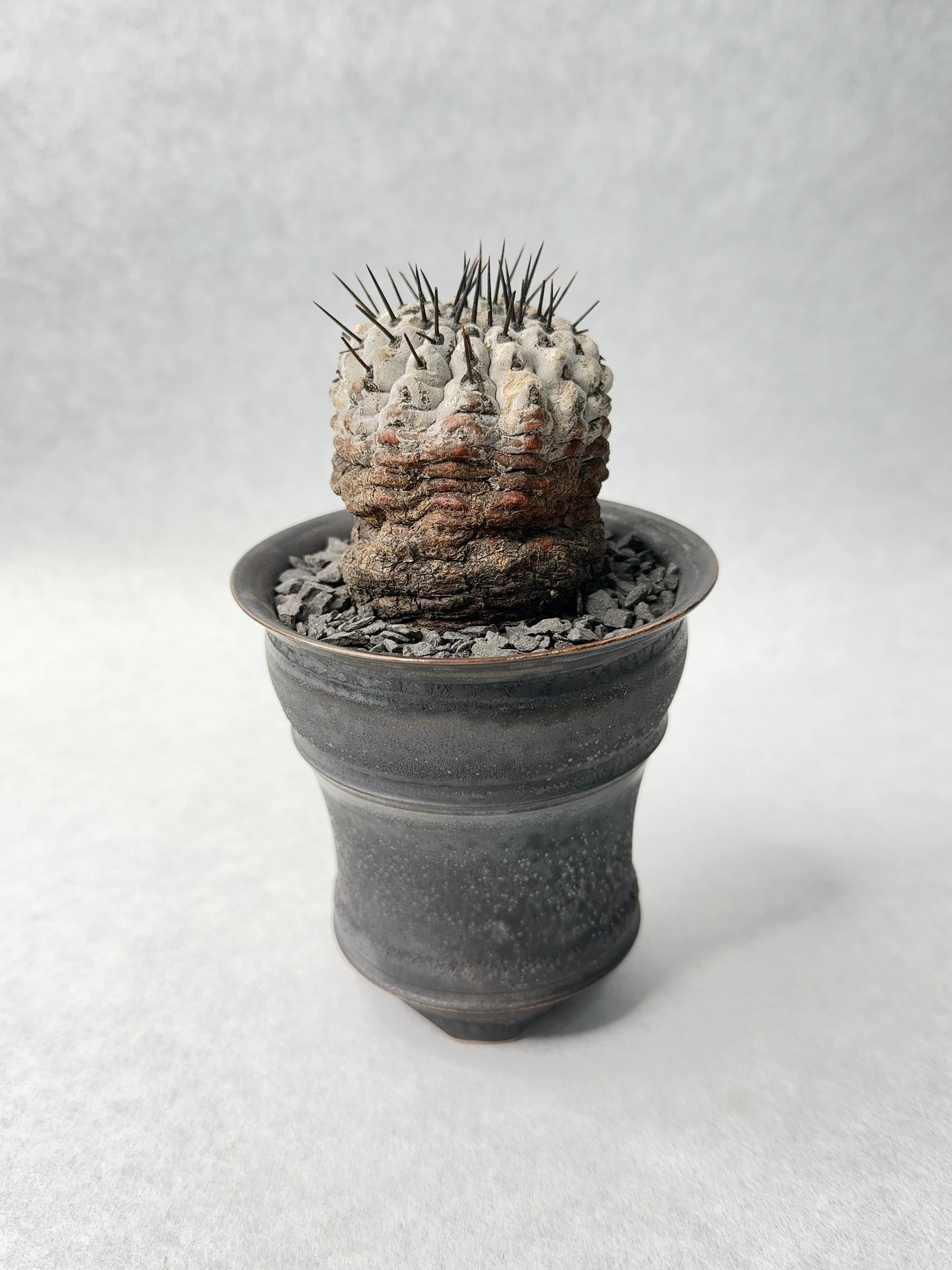 コピアポア・黒王丸