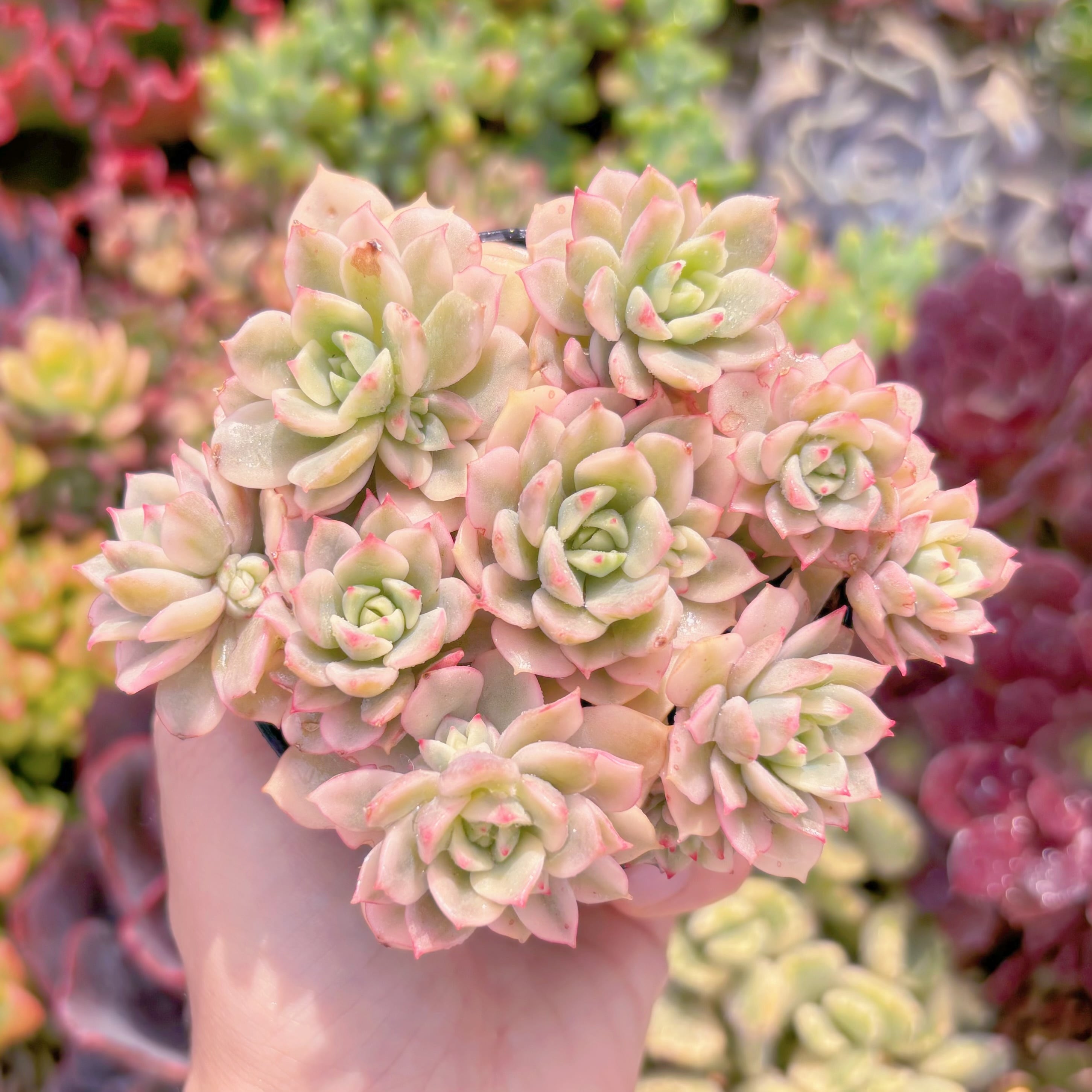 現品　デレン錦#888　るる農園