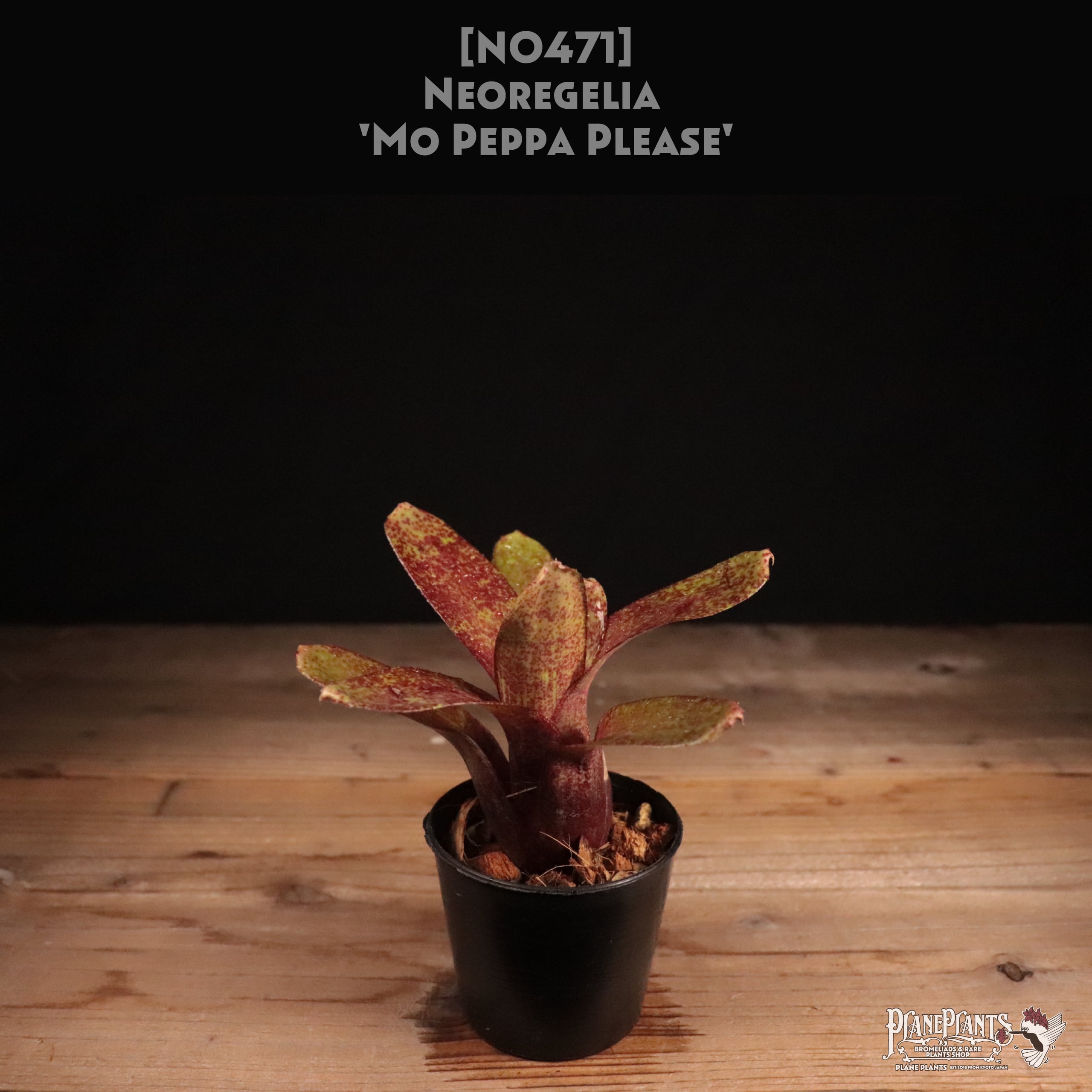 【送料無料】Neoregelia 'Mo Peppa Please'〔ネオレゲリア〕現品発送N0471