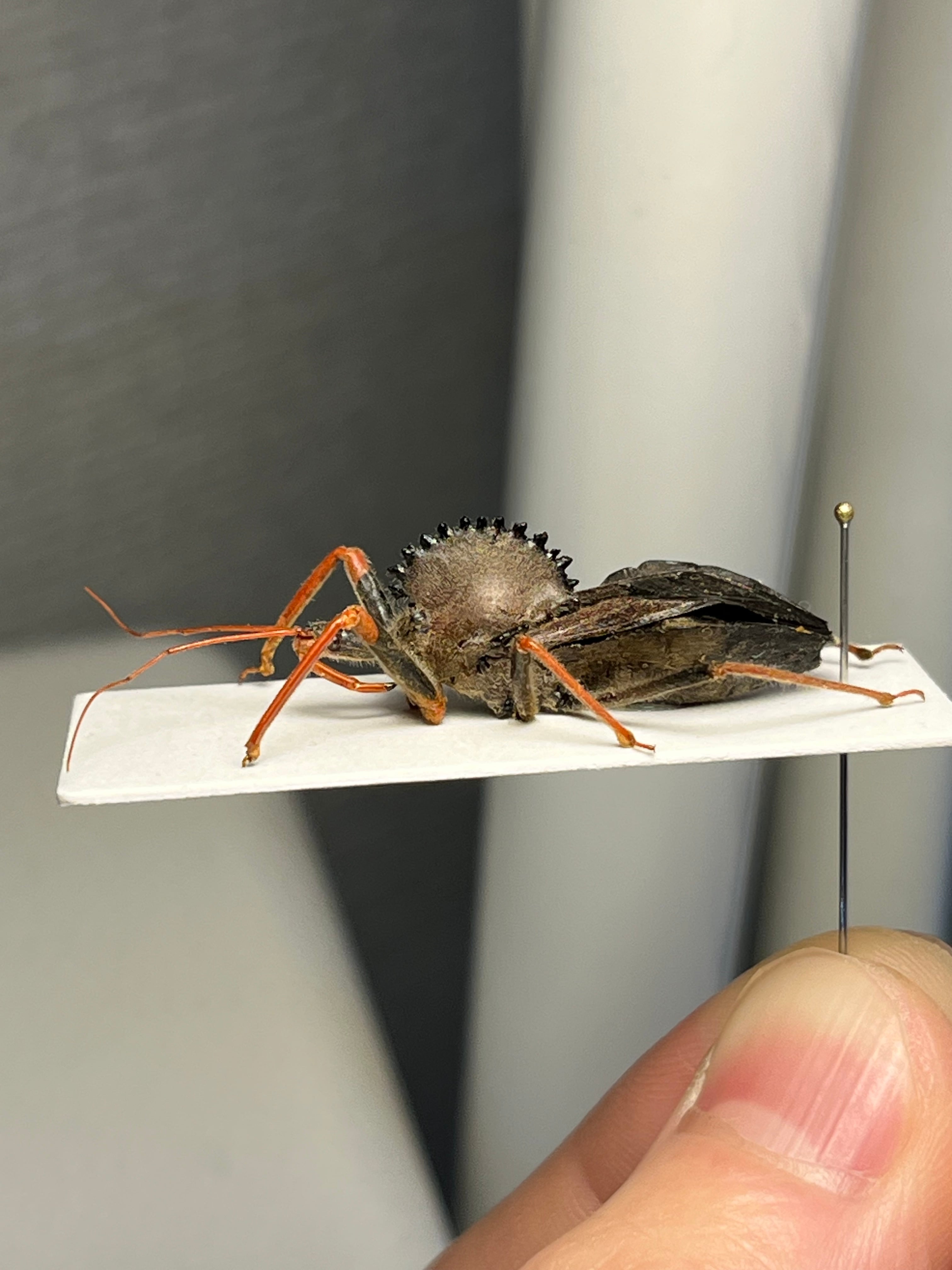 【8mm】カマキリのような鎌を持つサシガメの一種 標本 マンティス アサシンバグ 北米最大】背中に丸鋸が埋め込まれたアサシンバグ サシガメの一種 標本