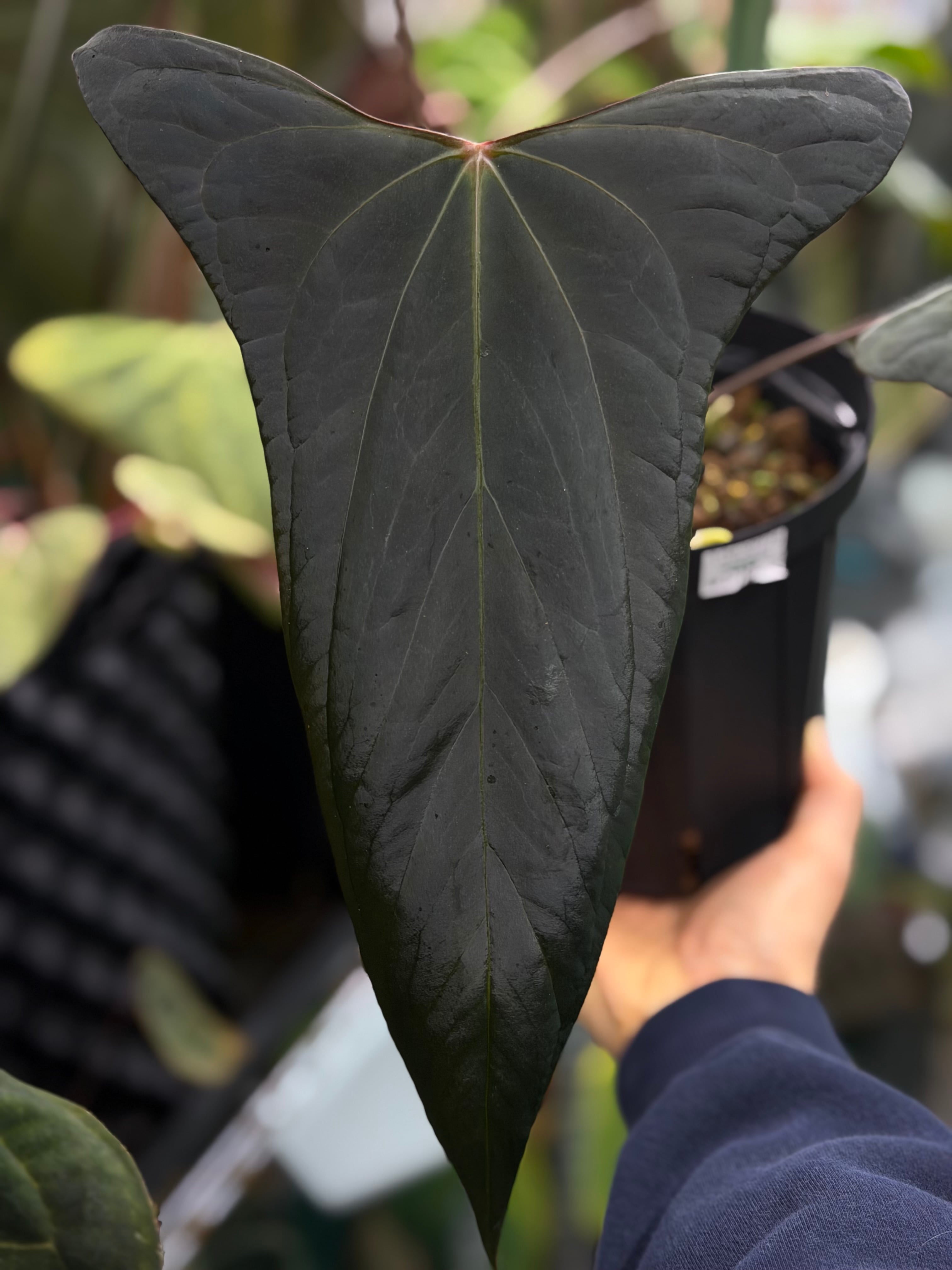 Anthurium 'Portilae' x self by 北角雨林 | PAY ID