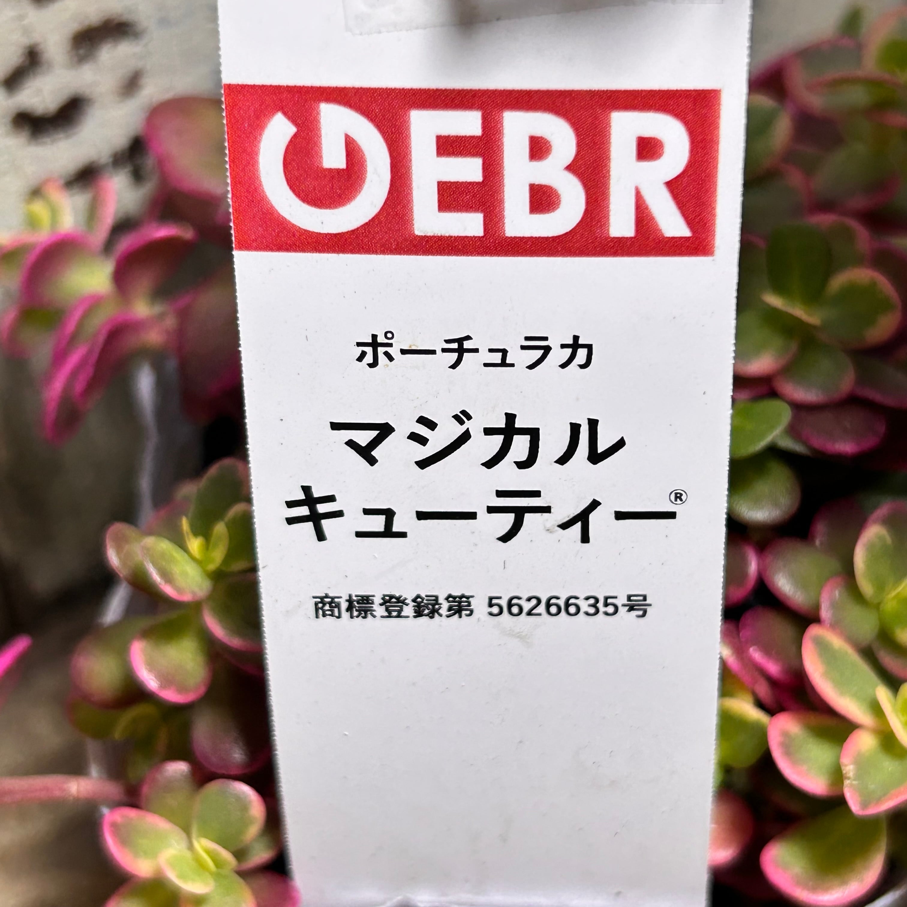 ポーチュラカ(マジカルキューティー) | RuPo 多肉植物専門店