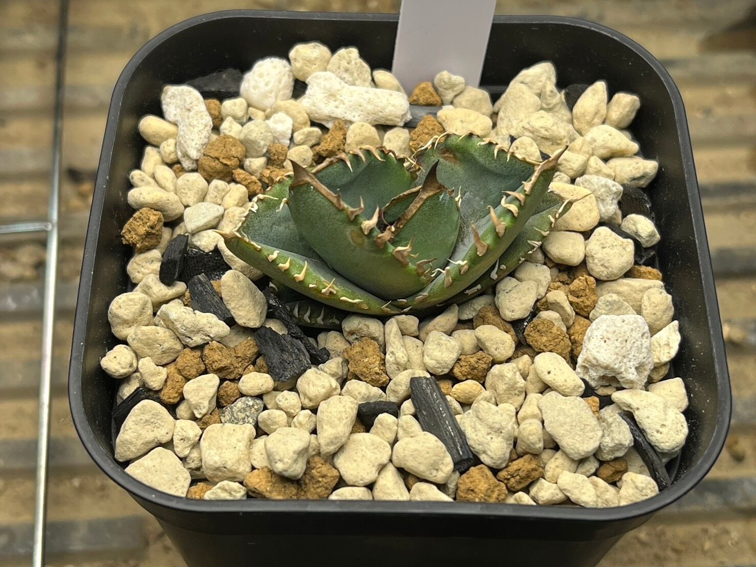 【 G-3 】oteroi seedling ①