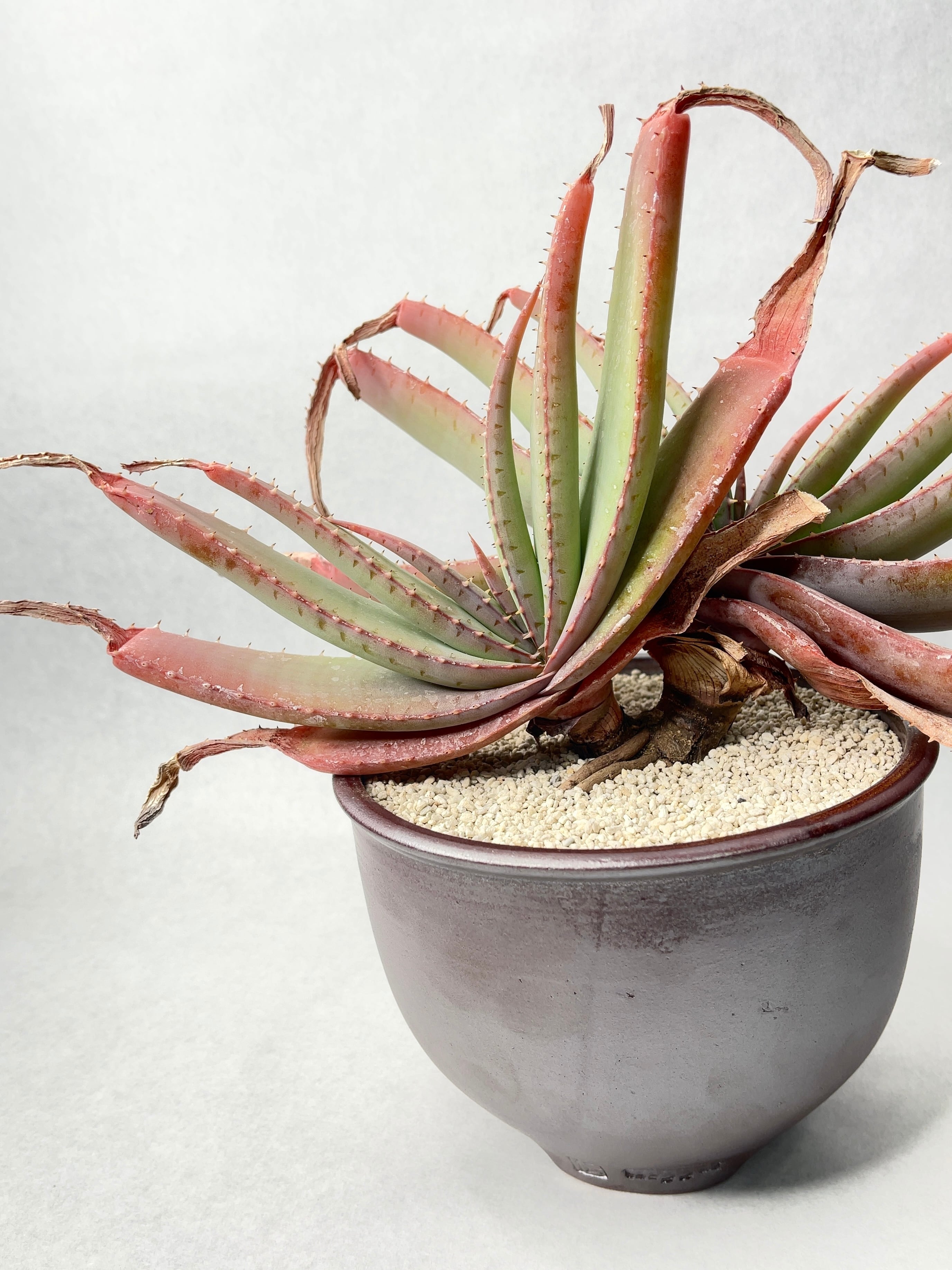 アロエ・スプラフォリアータ | trigger