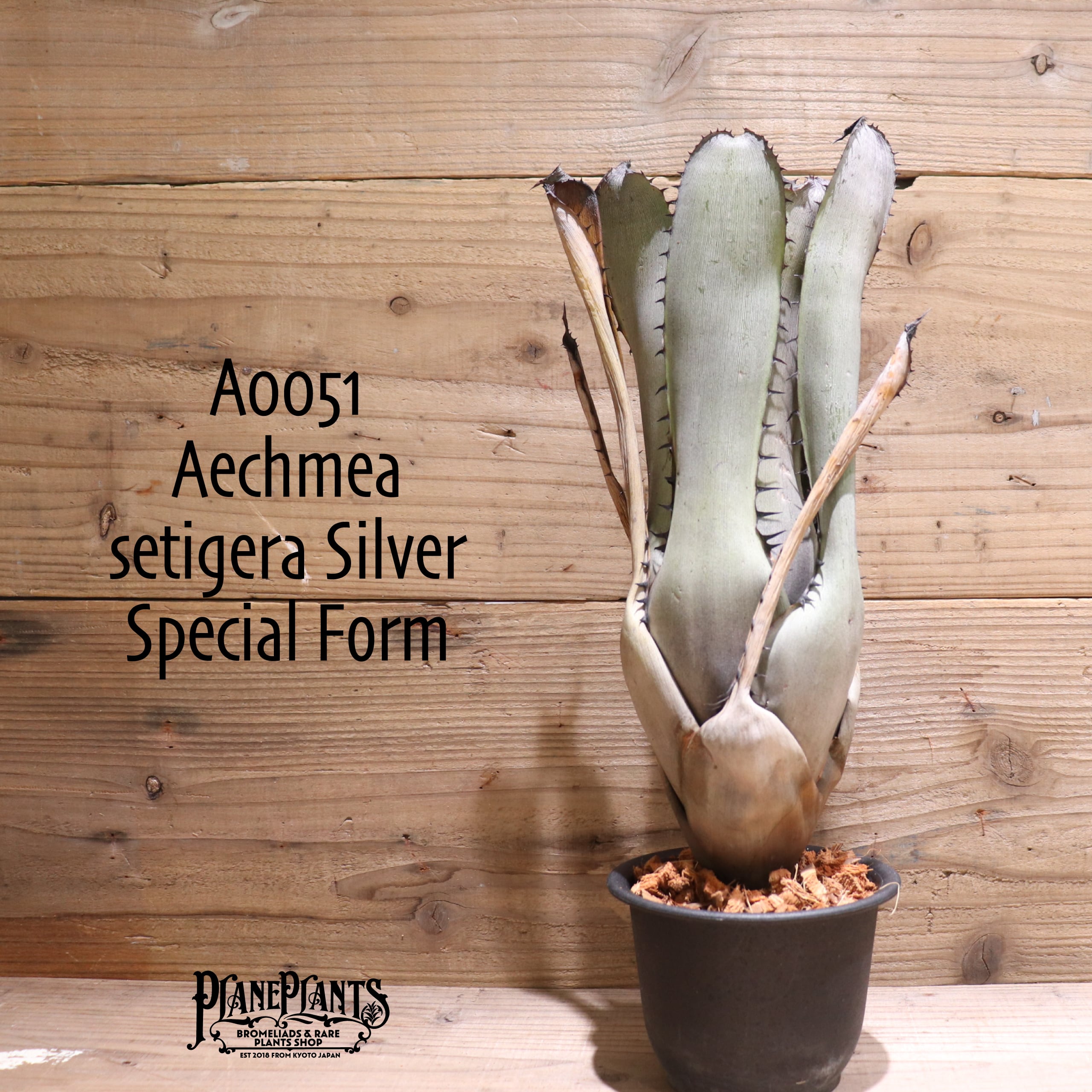 setigera Silver Special Form〔エクメア〕A0051